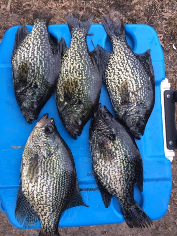 Crappie 