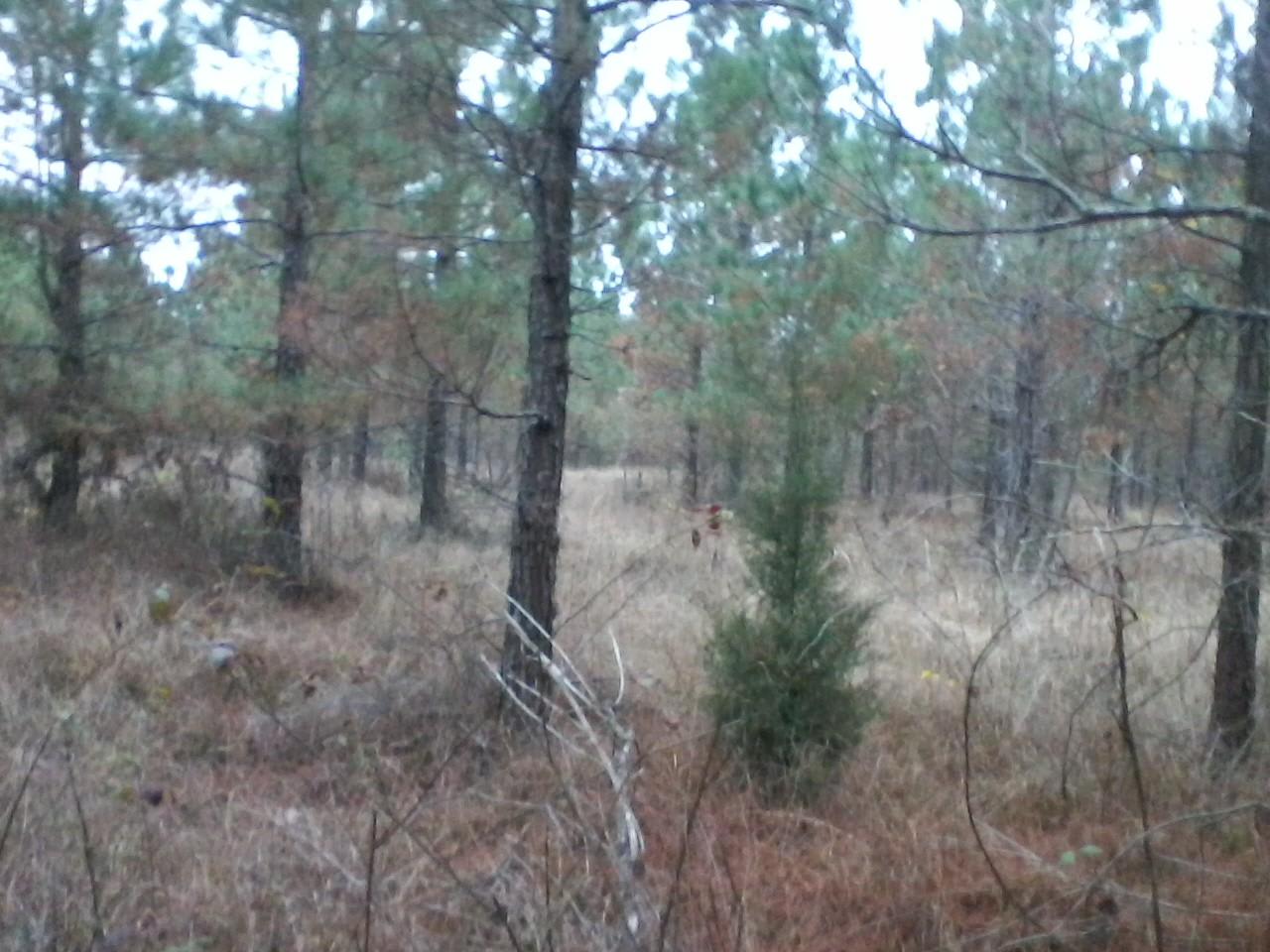 These are fairly young pines, they have been planed in rows, makes it nice to walk and plenty on nice spots to pitch a tent
