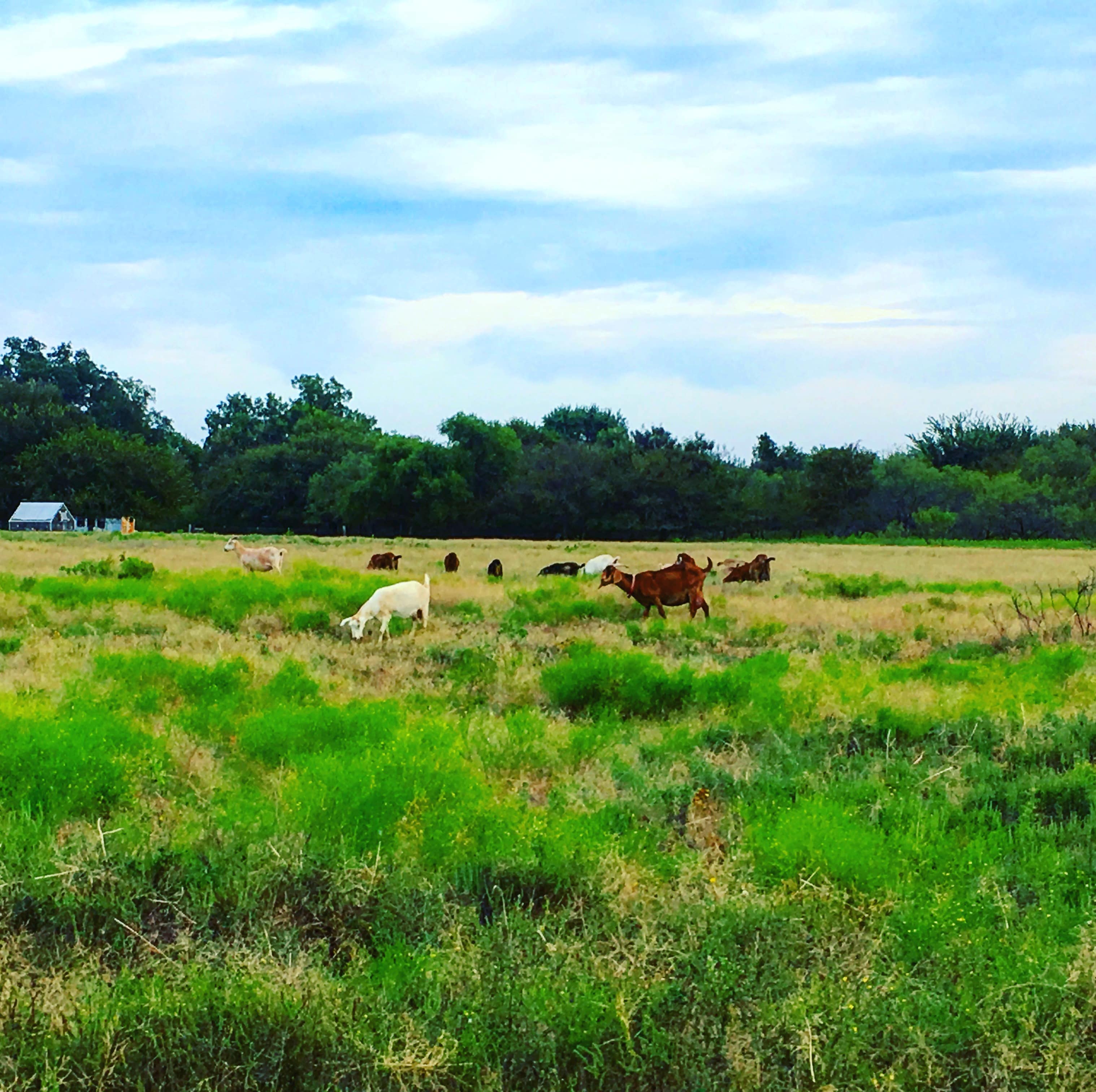Learn to milk a goat, make cheese or just play around with the kids. For an additional fee you can experience what like is like on a sustainable farm.
