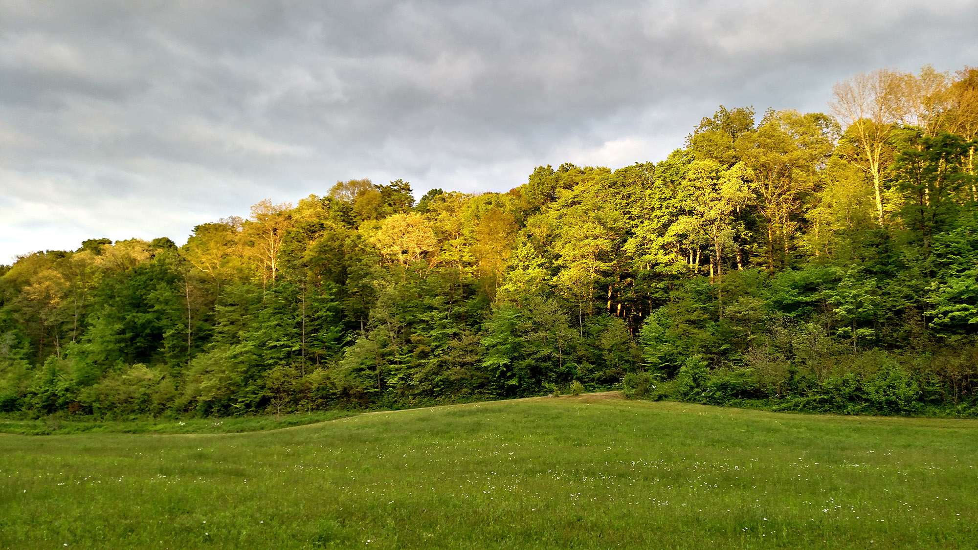 Summer fields and wooded hills