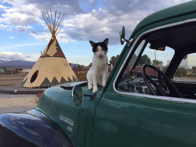 Paint watches over Tipi.