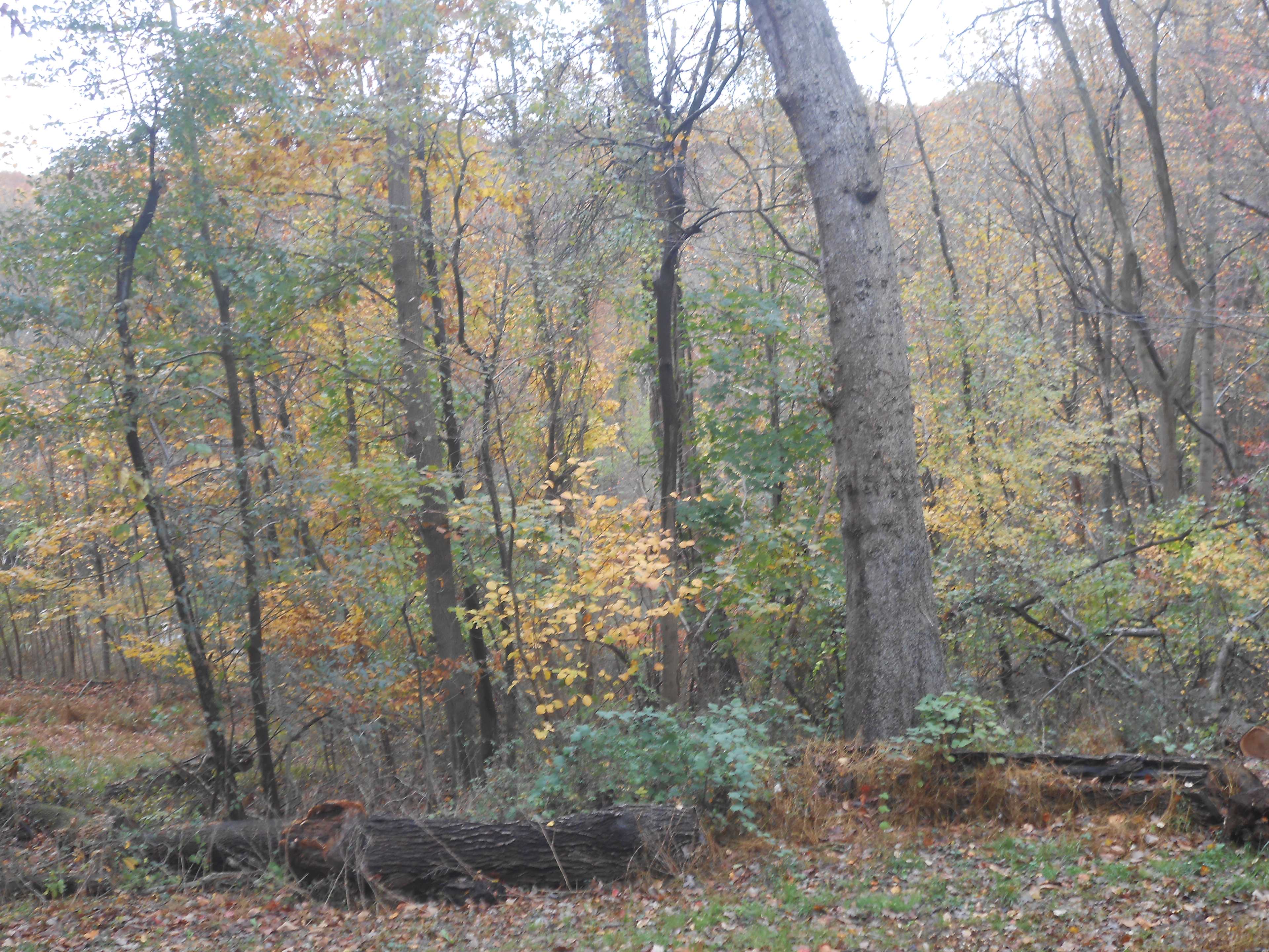 wooded private areas