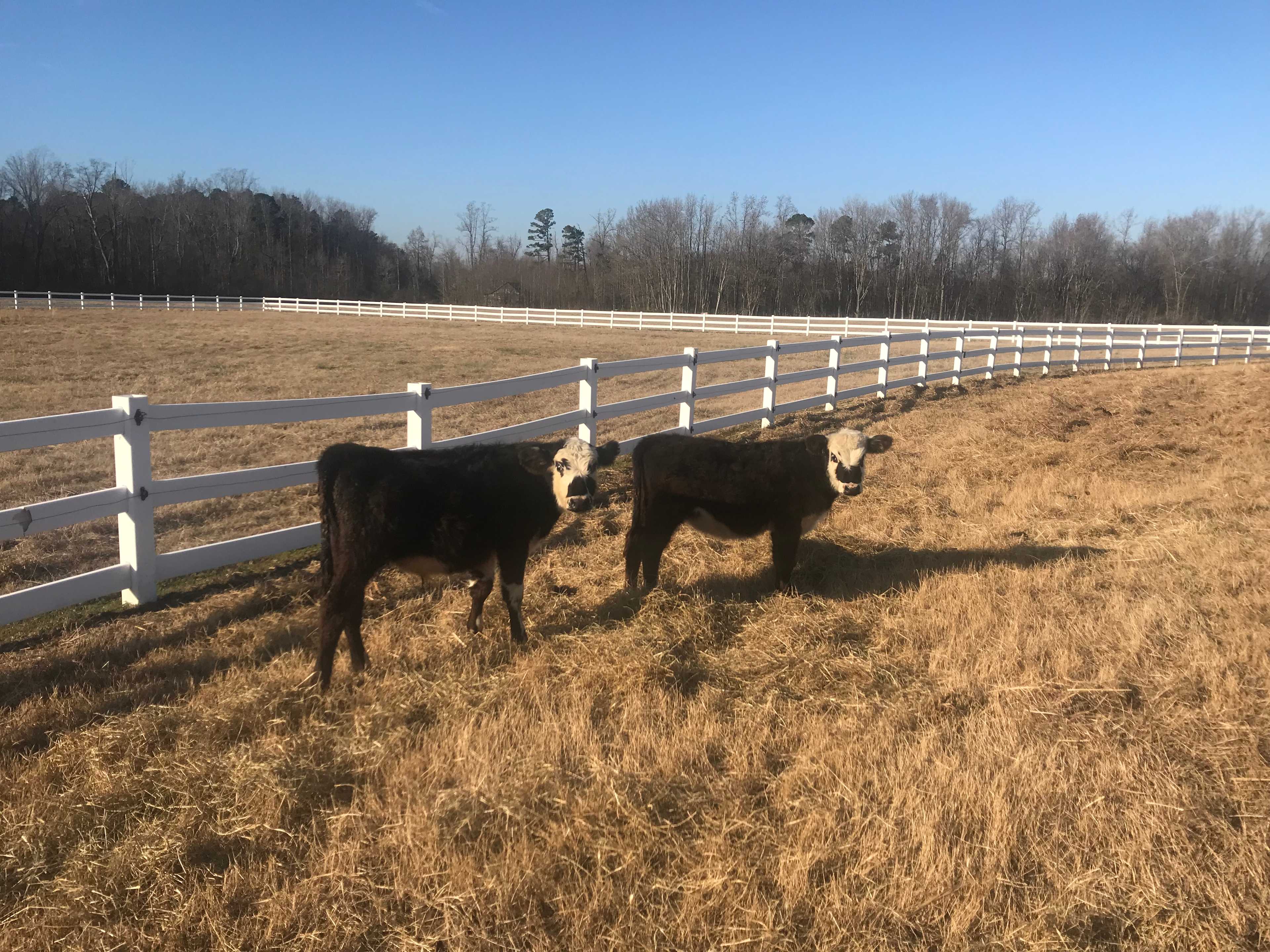 Horse Ranch-a short drive from 95
