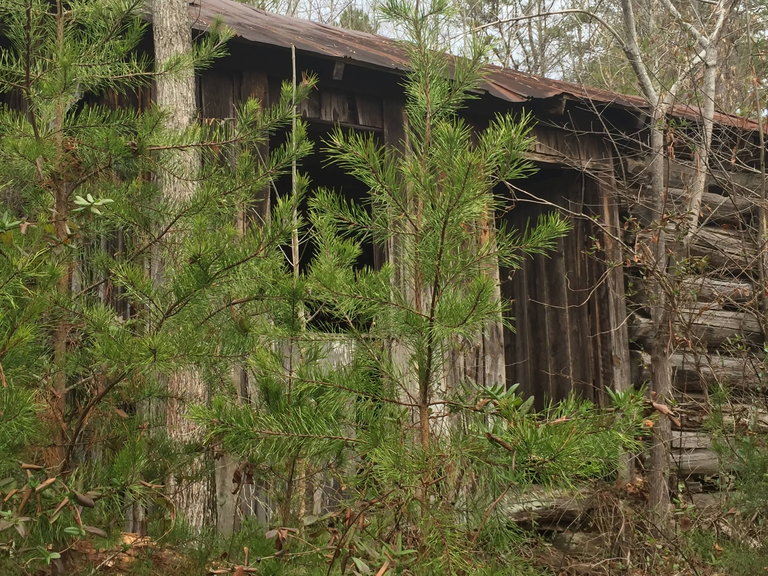 Old log cabin in the woods. 
