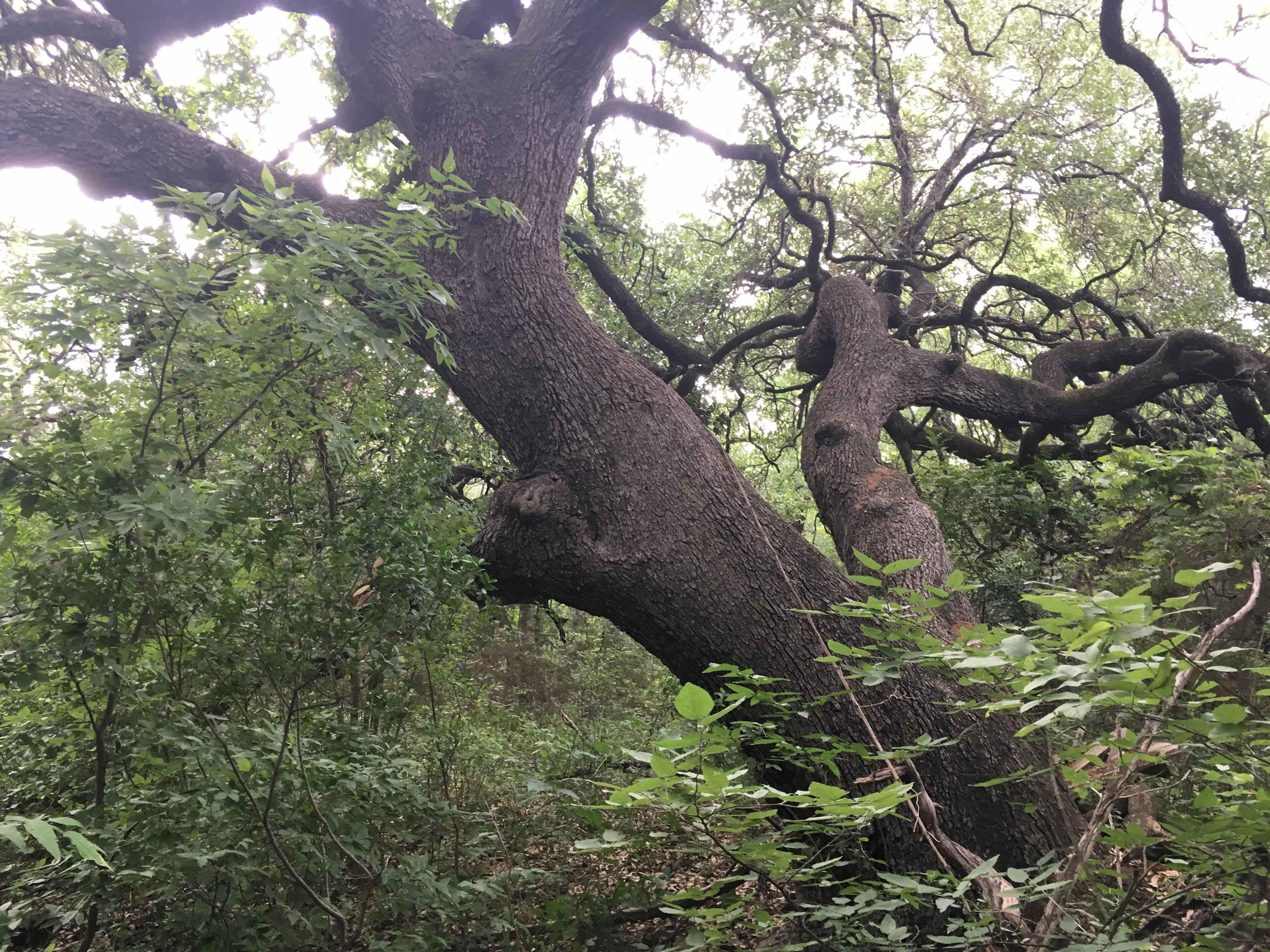Lost Woods