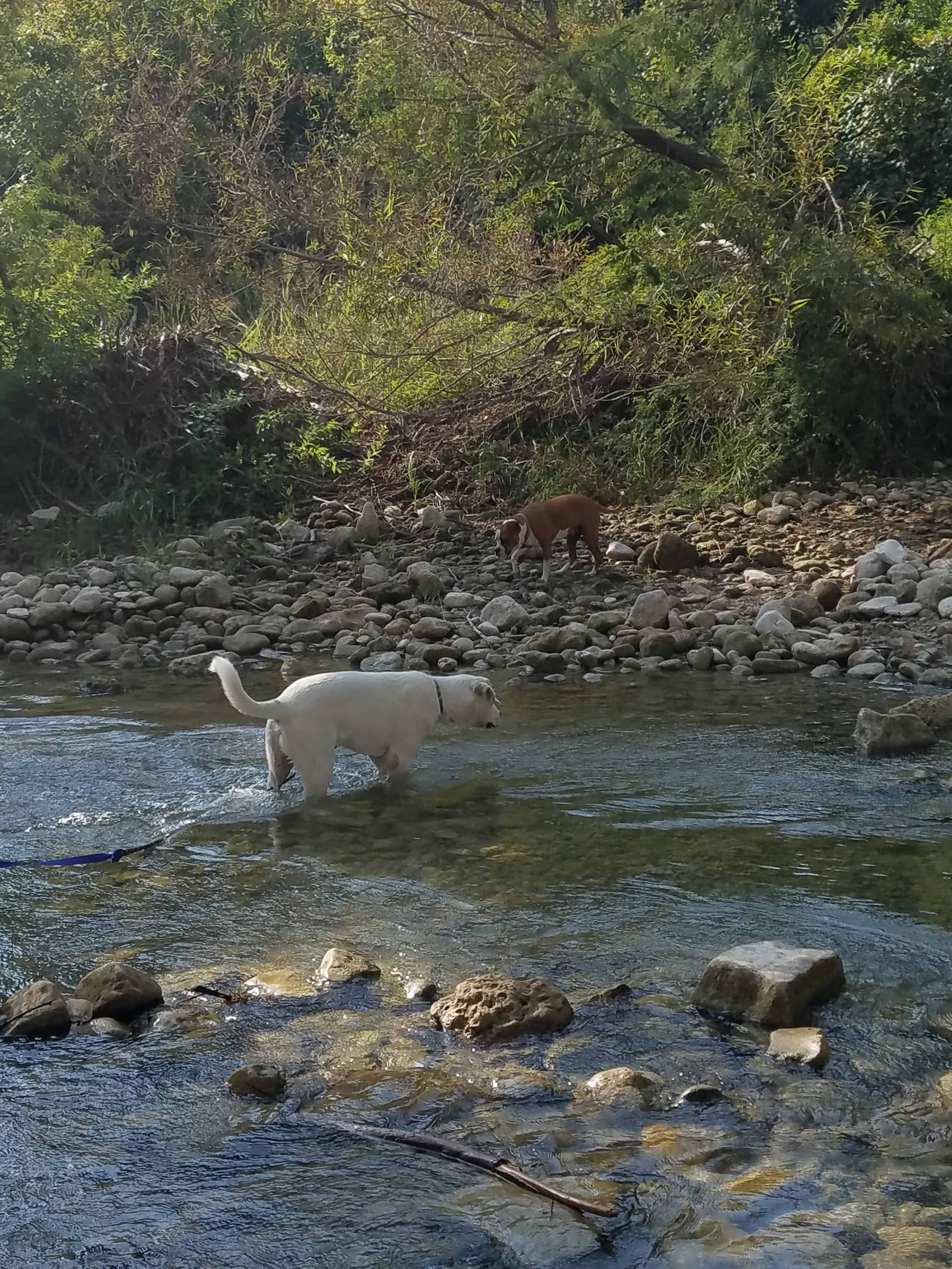 Dogs playing in spring fed creek
