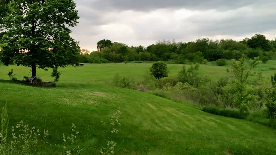 Our back yard