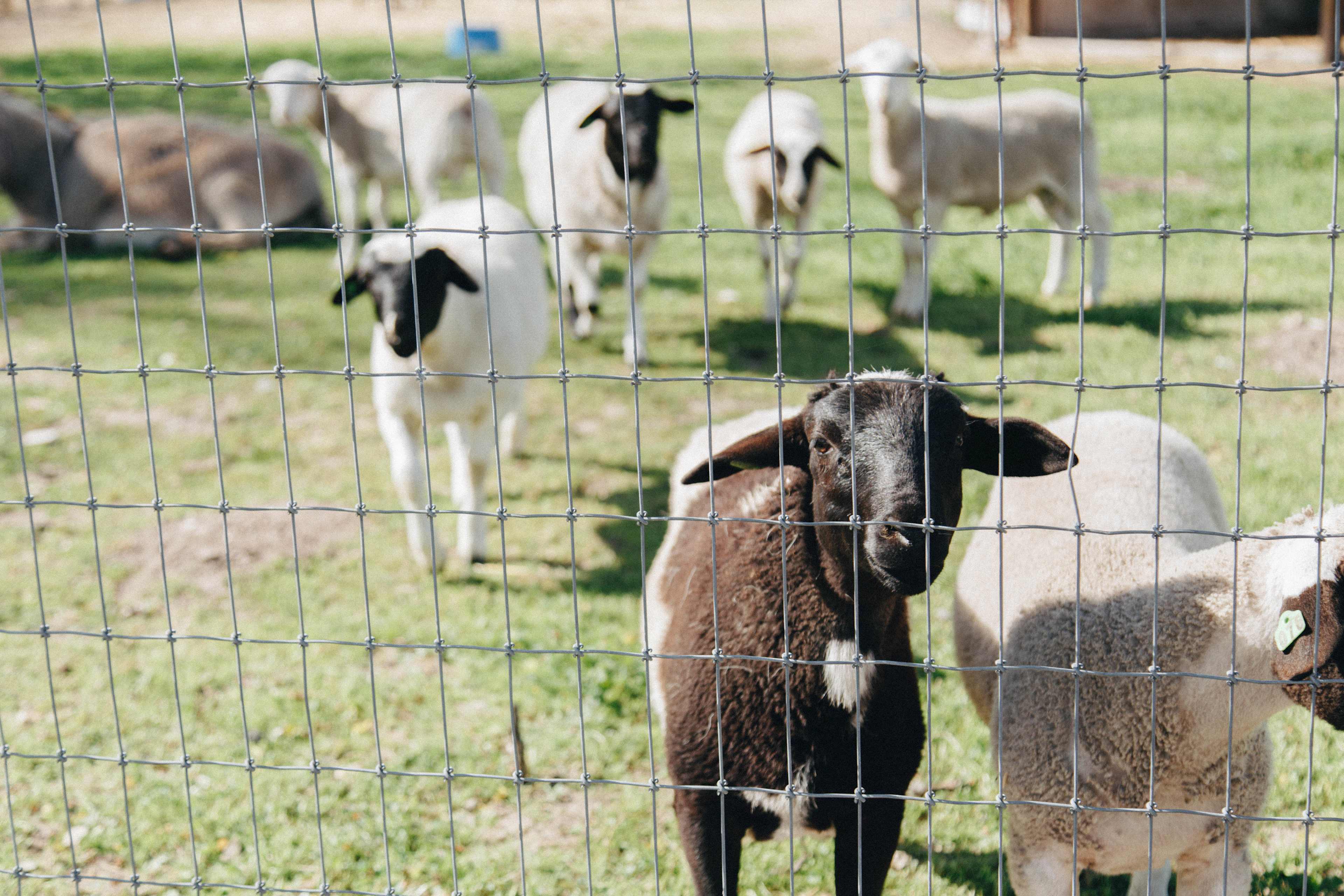 Chick-O-Farm - Hipcamp in Atascadero, California