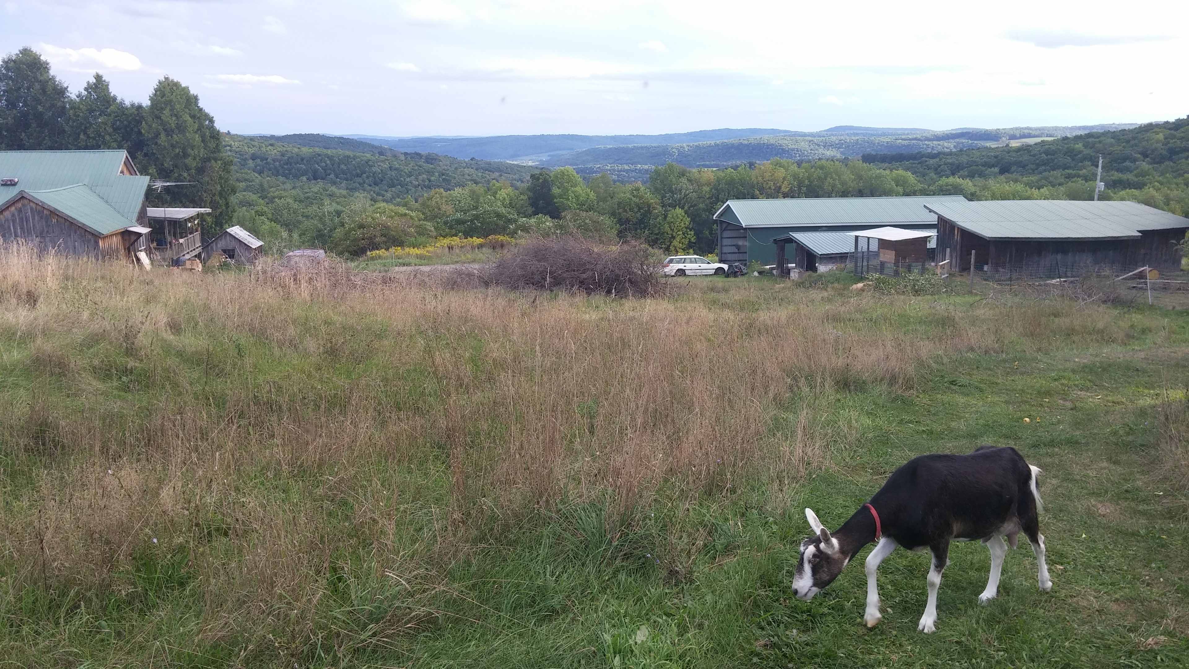 The view from our personal favorite spot, just right for a tent! With or without the goat!