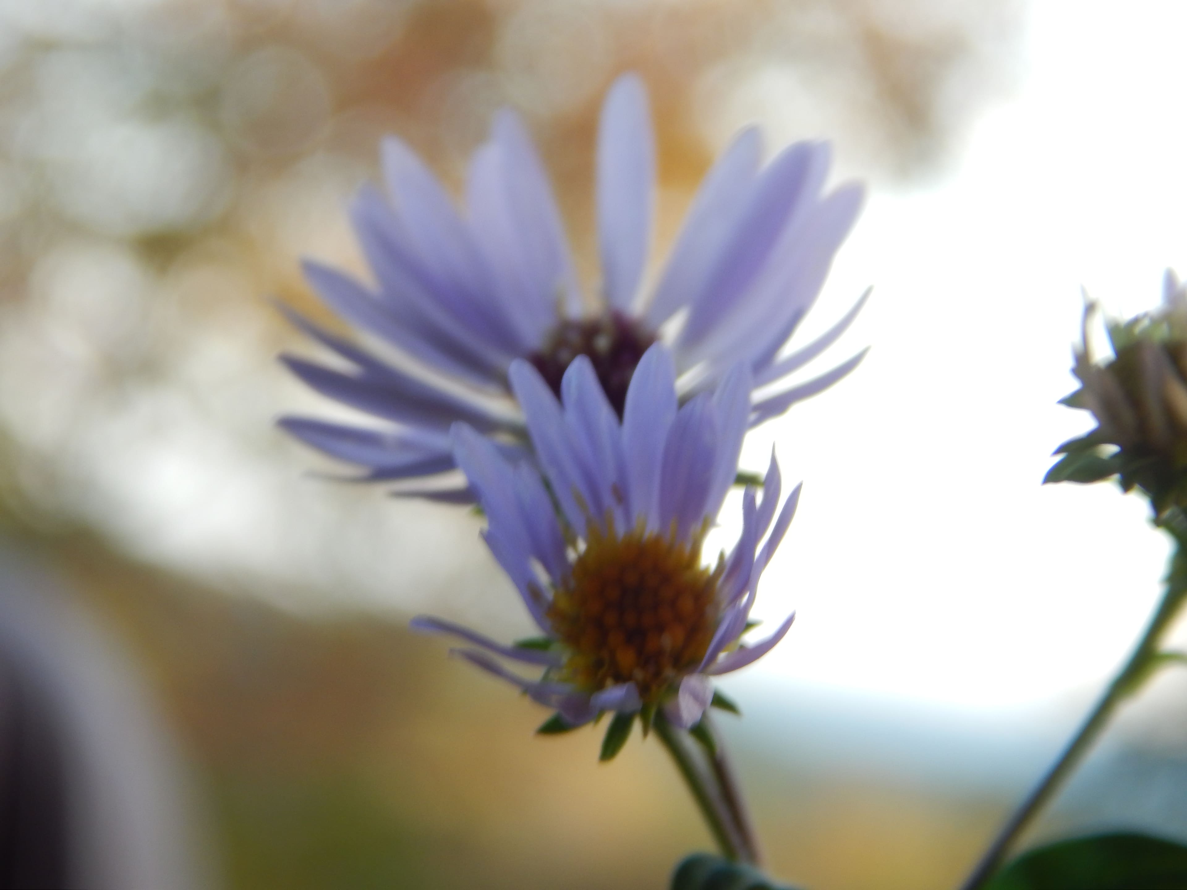 Pick a bouquet of wildflowers for your table