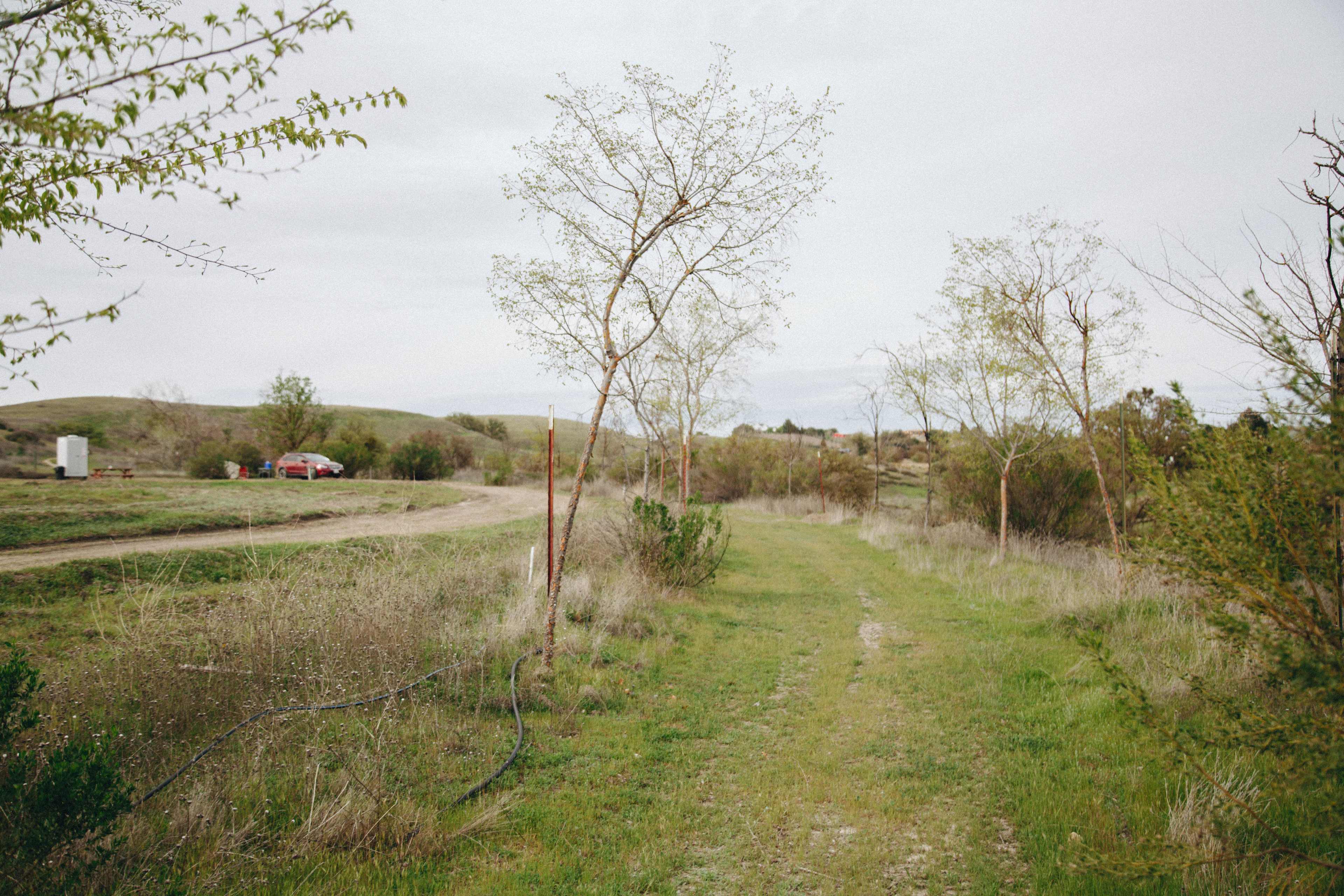 there's a trail that goes around the property and is lined with trees that Barbara planted