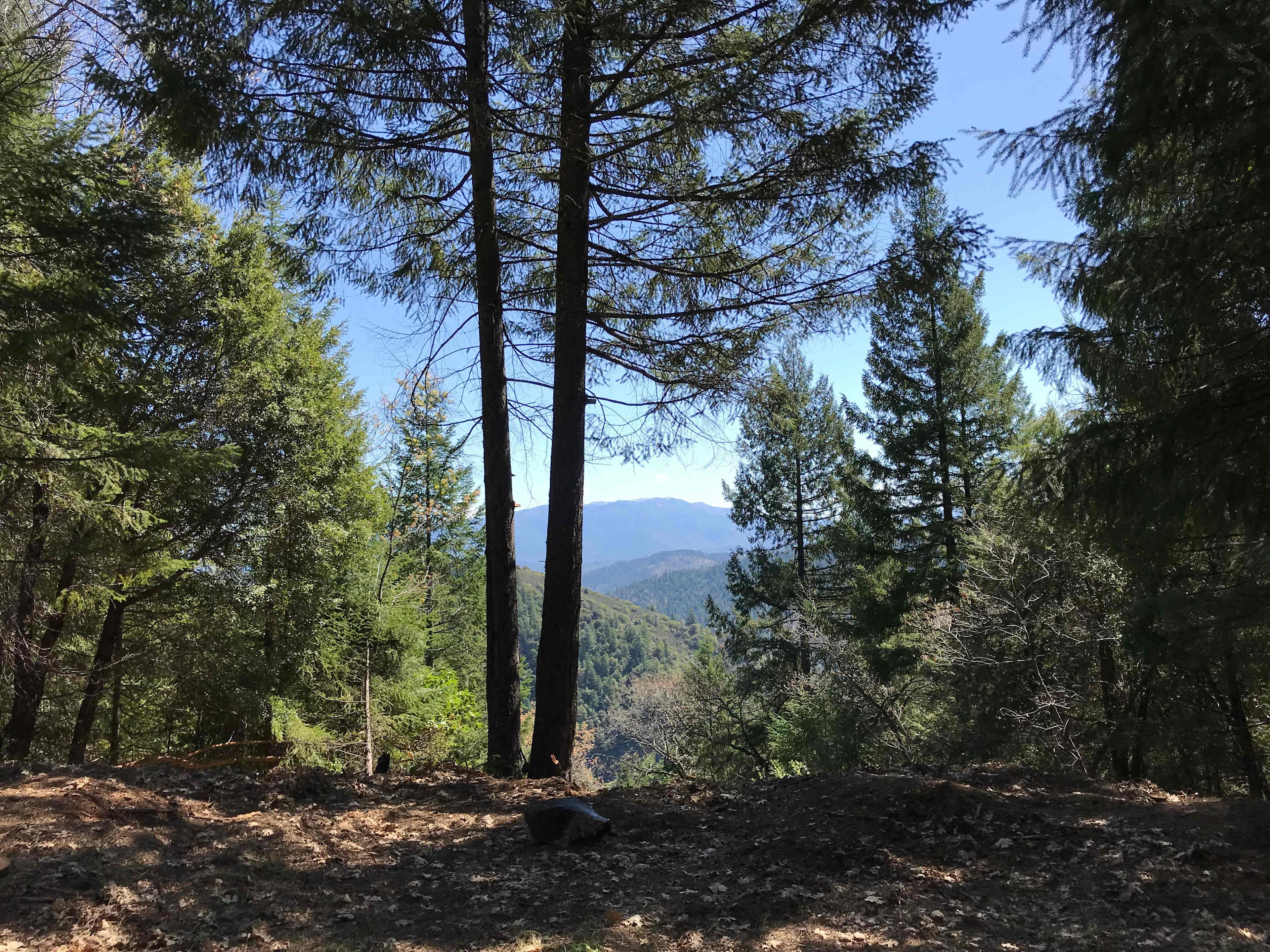 Pair of trees view from site