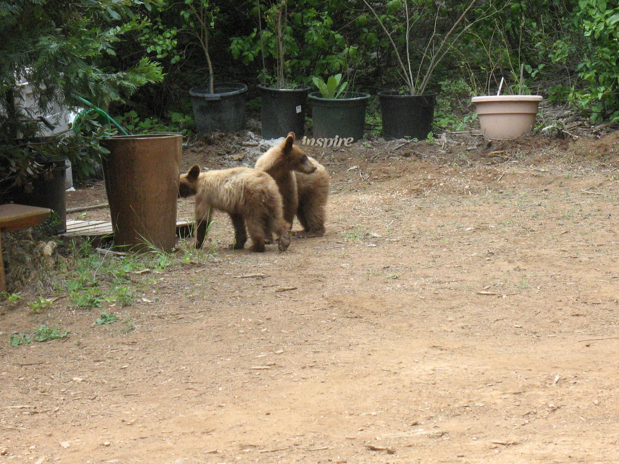 ah some local visitors 
