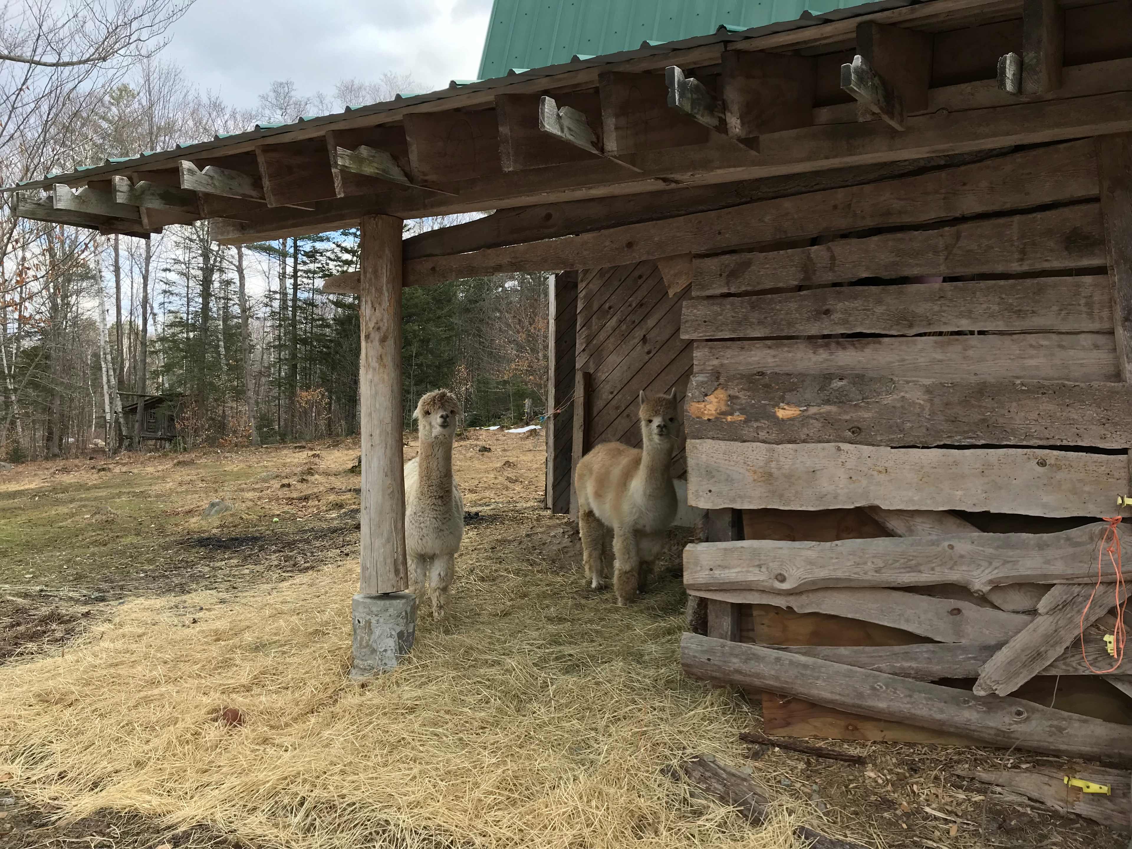 Streeter Mountain Farm
