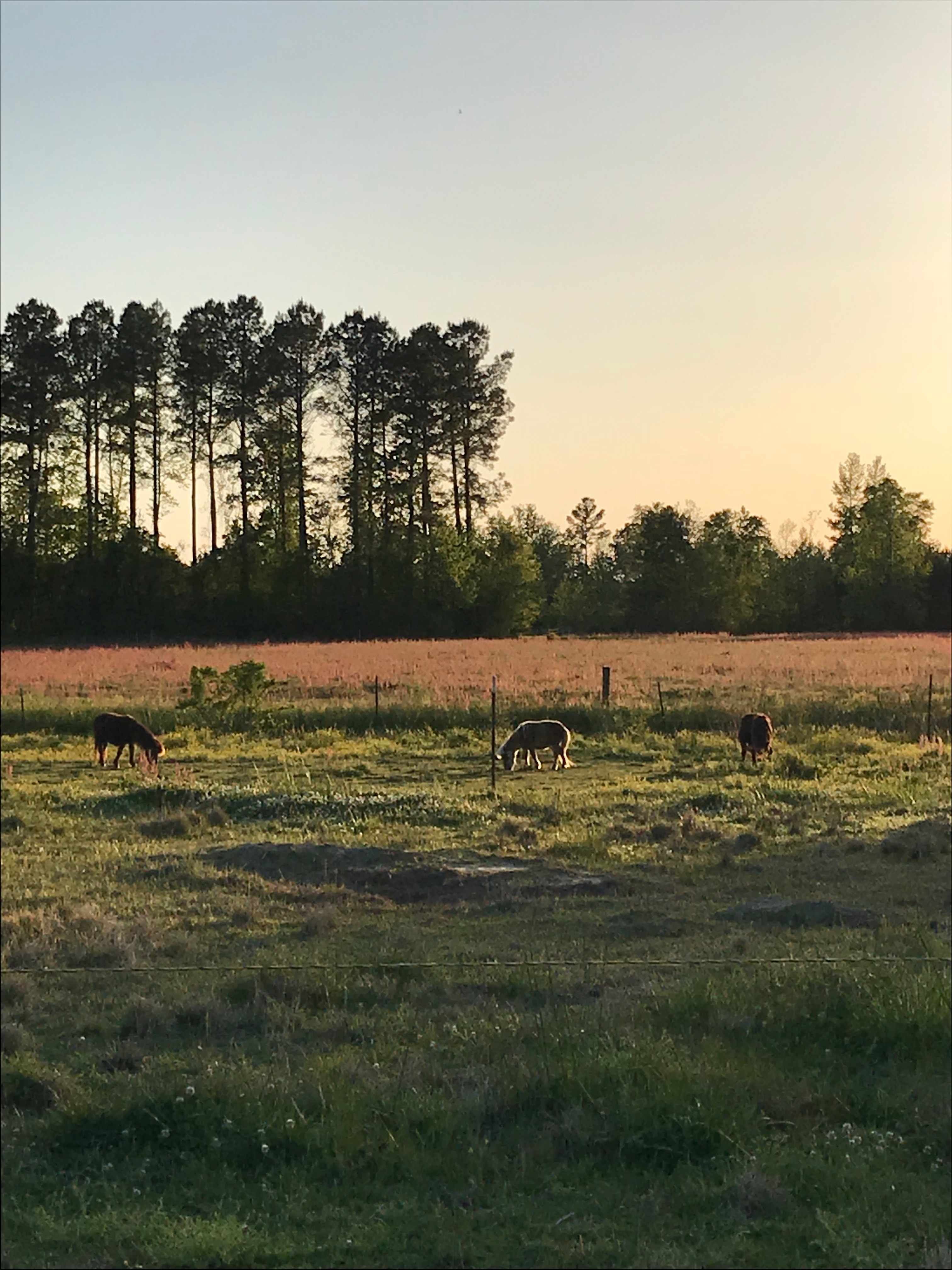 Bright Star Farm