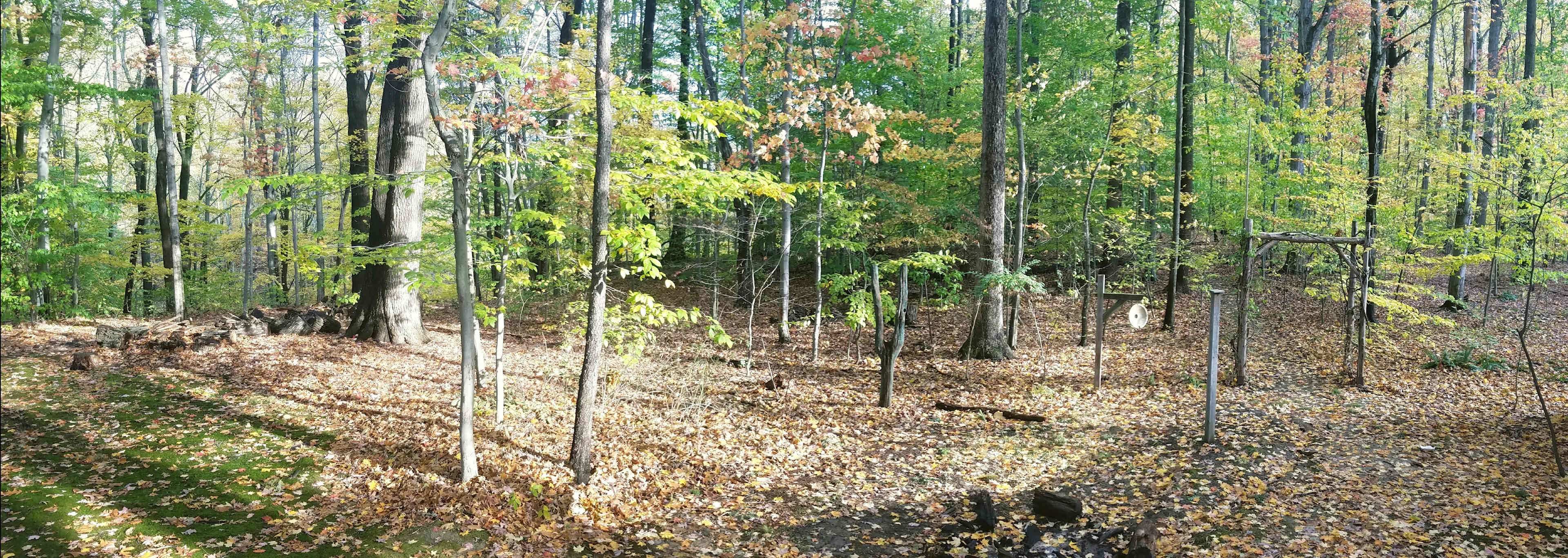 Forest along Sand Run Park