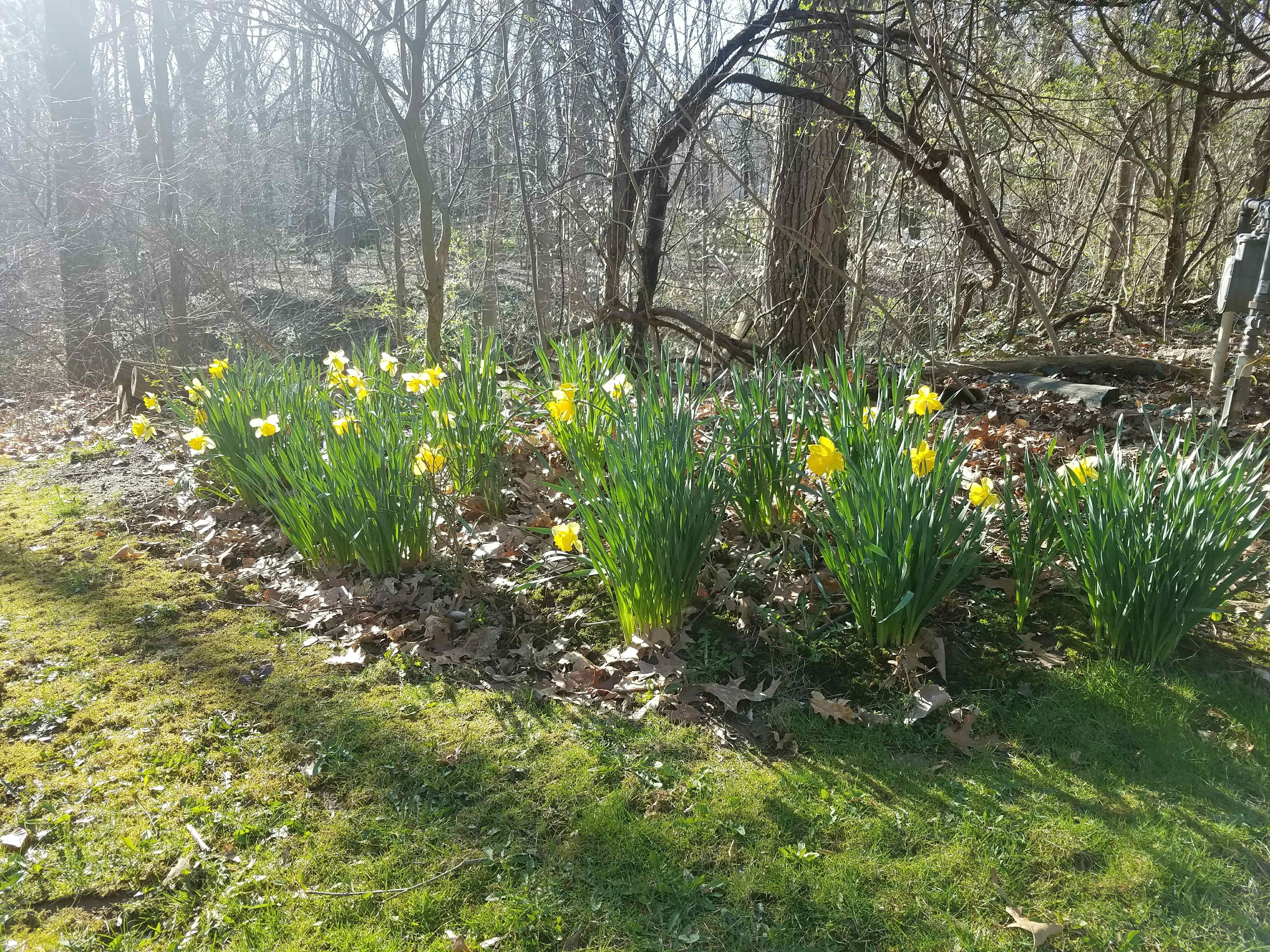 Spring tulips