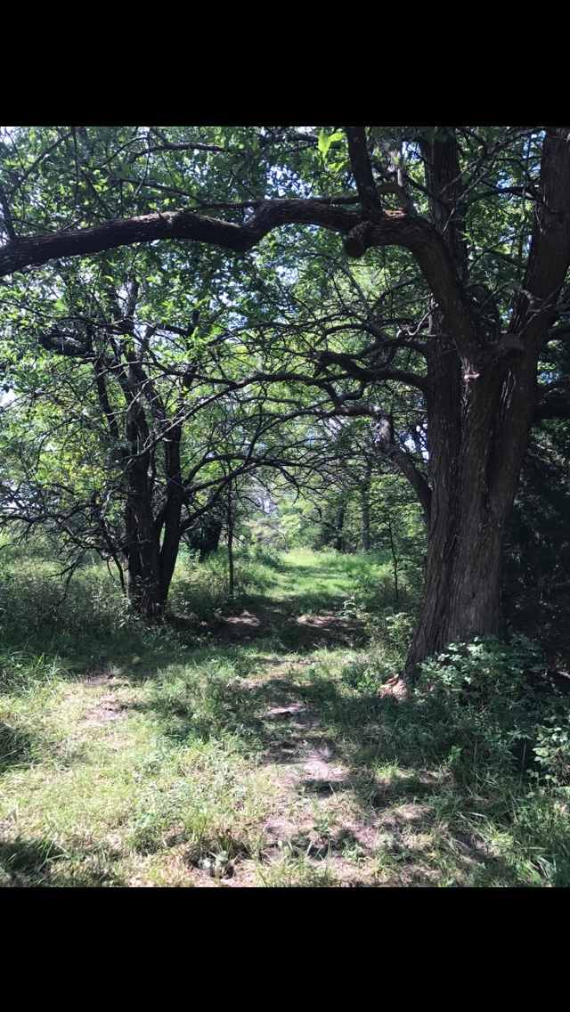 Hickory Hollow
