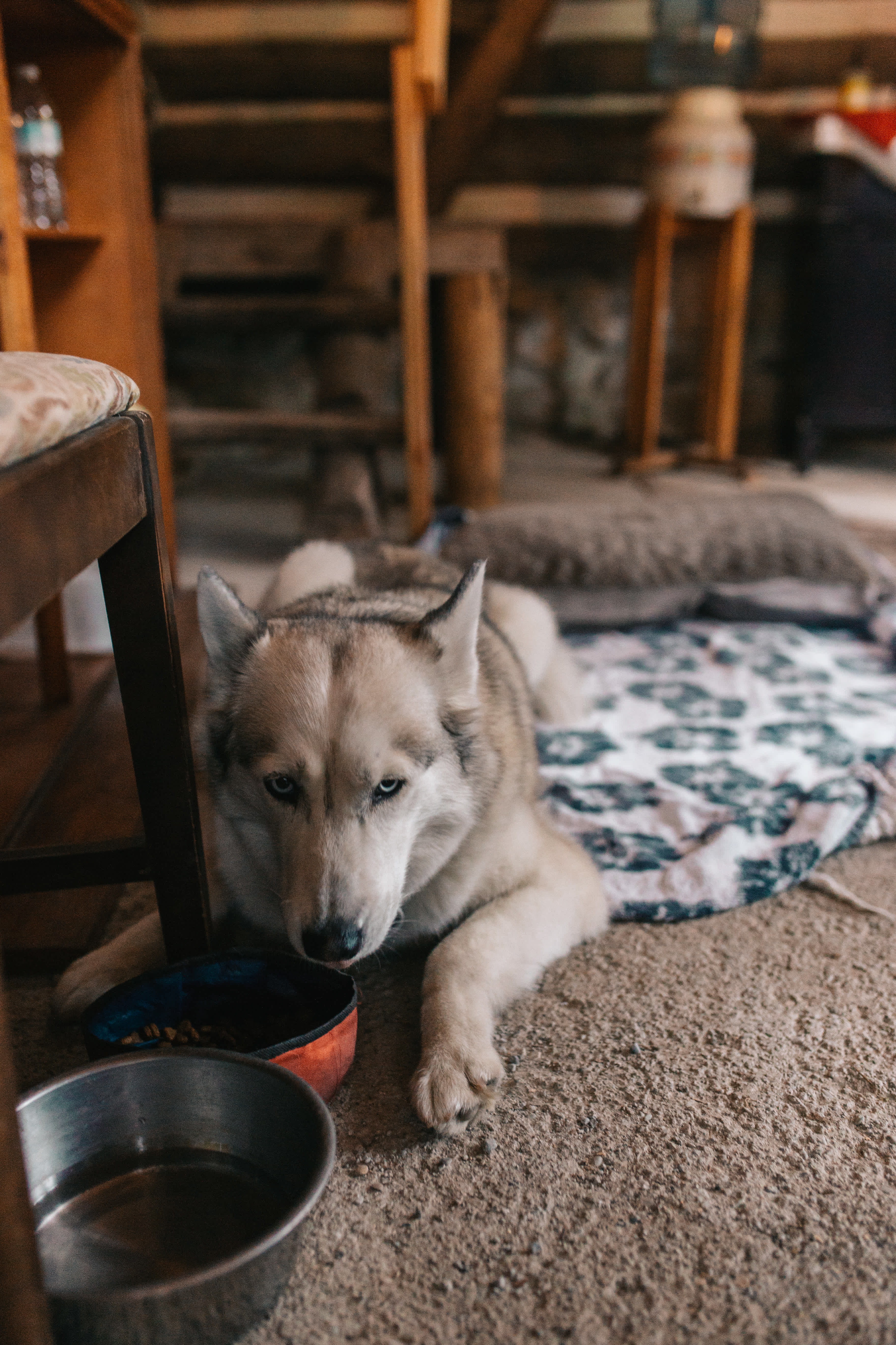 She needed to eat her dinner too. HUGE bonus that they allow dogs!