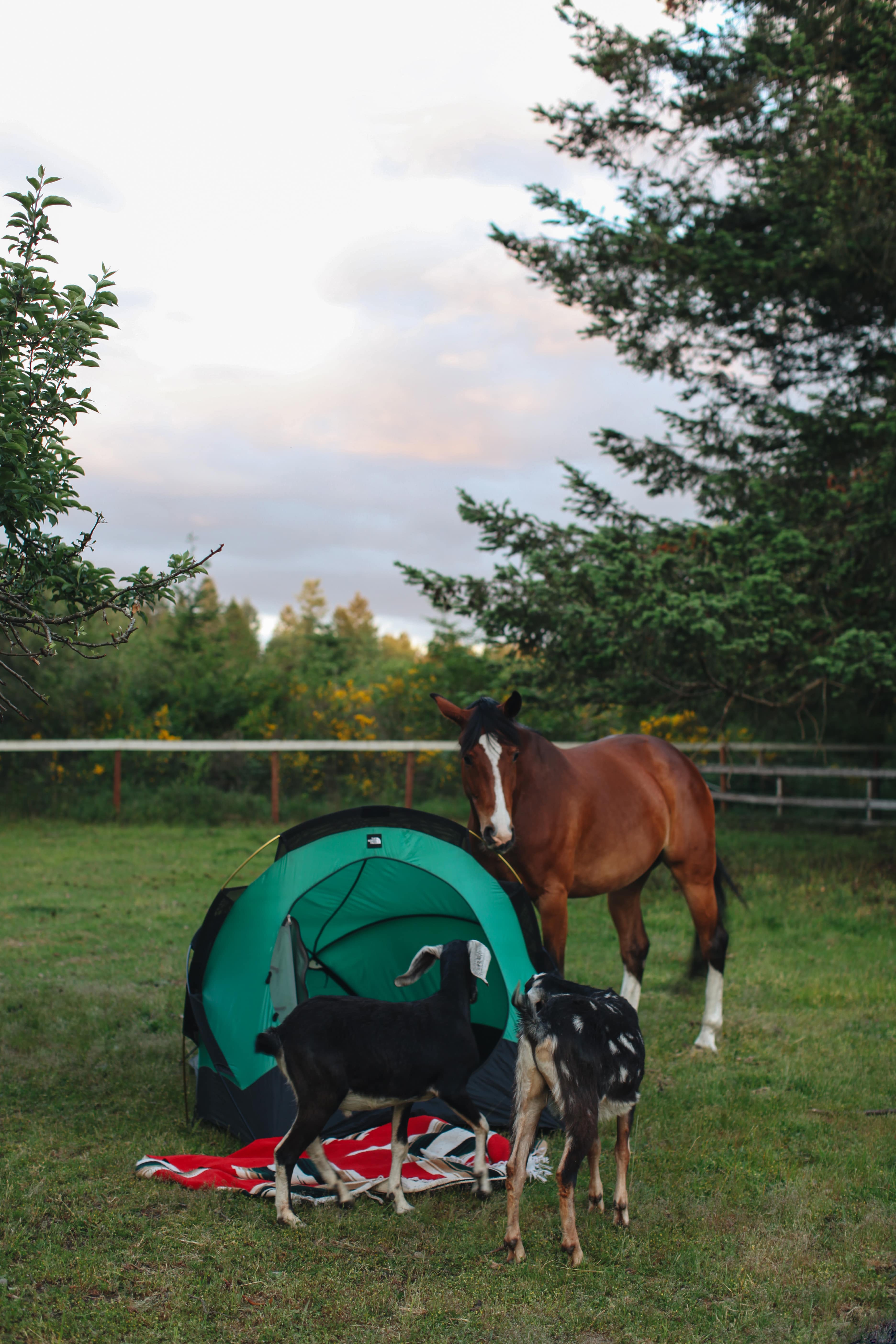 The other tent set-up option is in the goat pasture, but the occupants here are much more curious. 