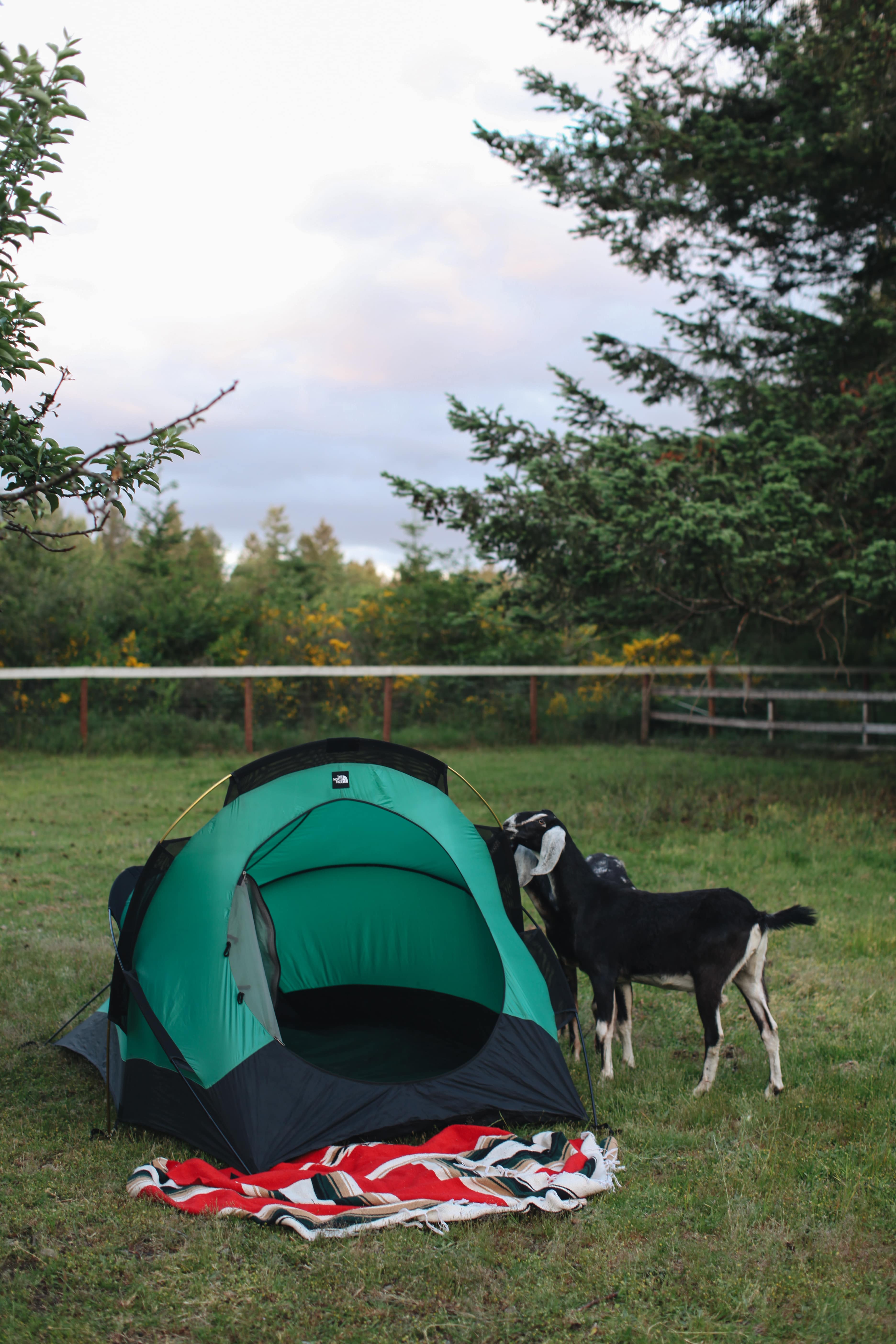 Curious goats checking out the tent.