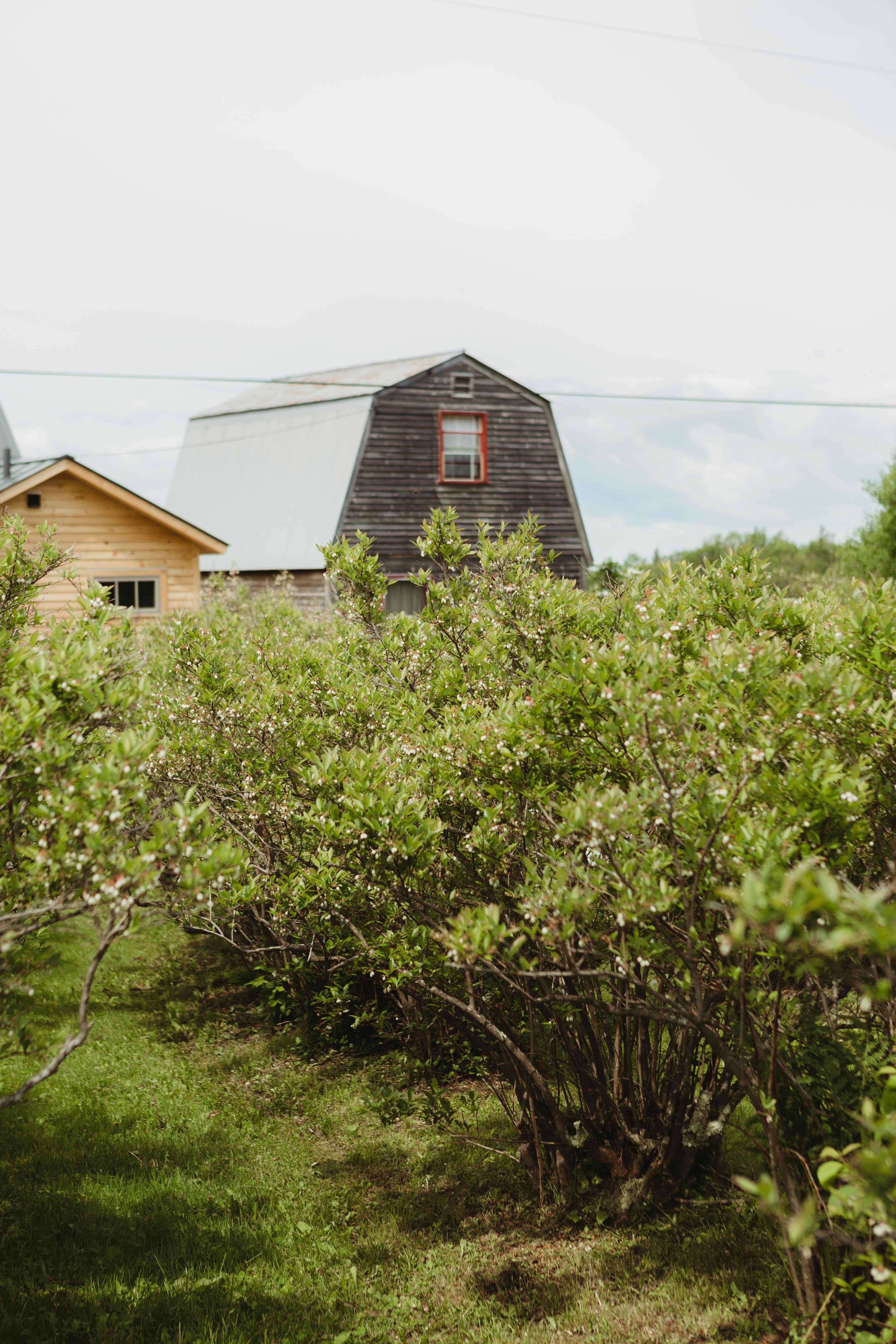 Option to go blueberry picking when they’re in season. 
