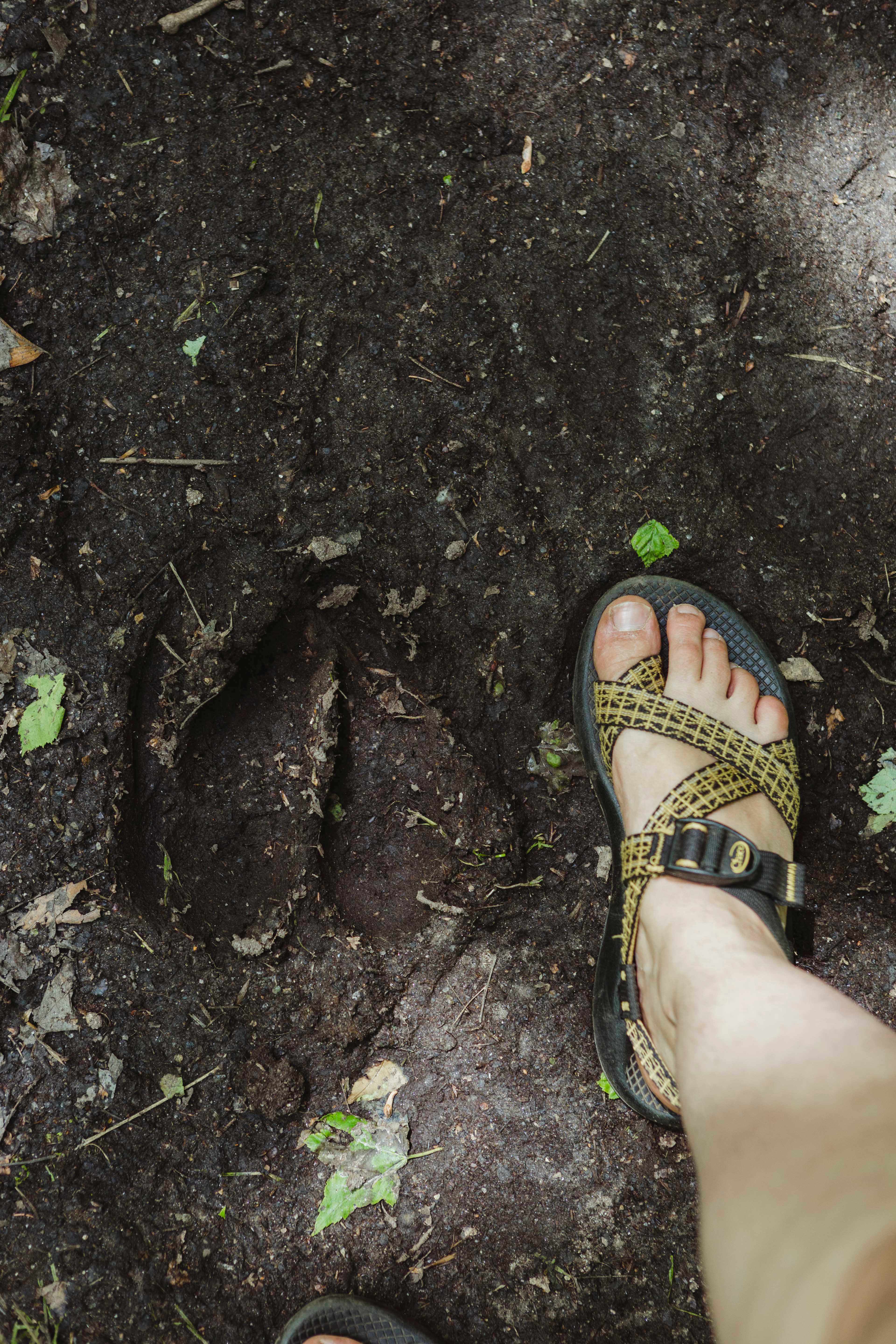 On one of the trails we saw tons of moose tracks!