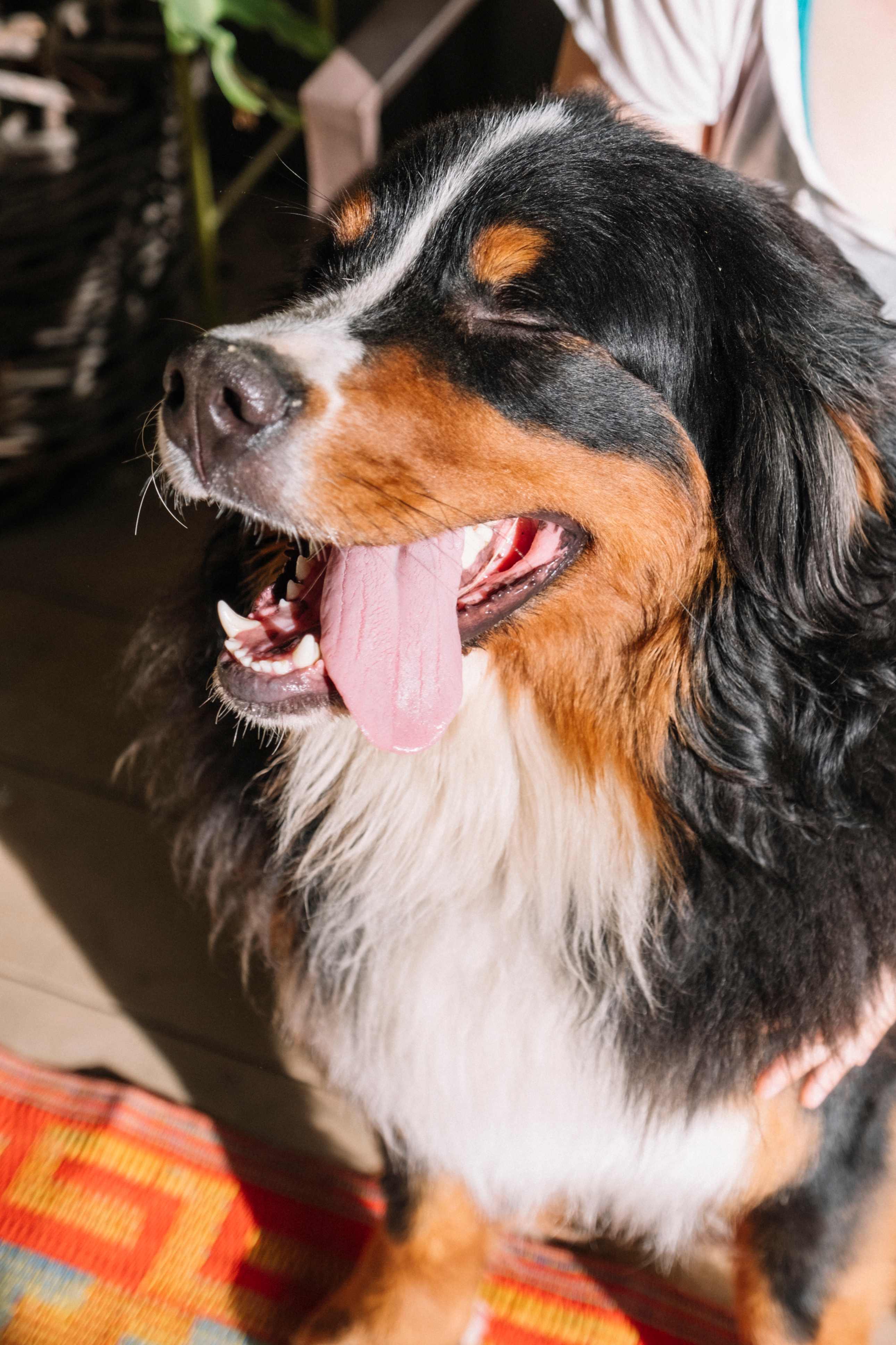 Loki, Cindy's super sweet pup!
