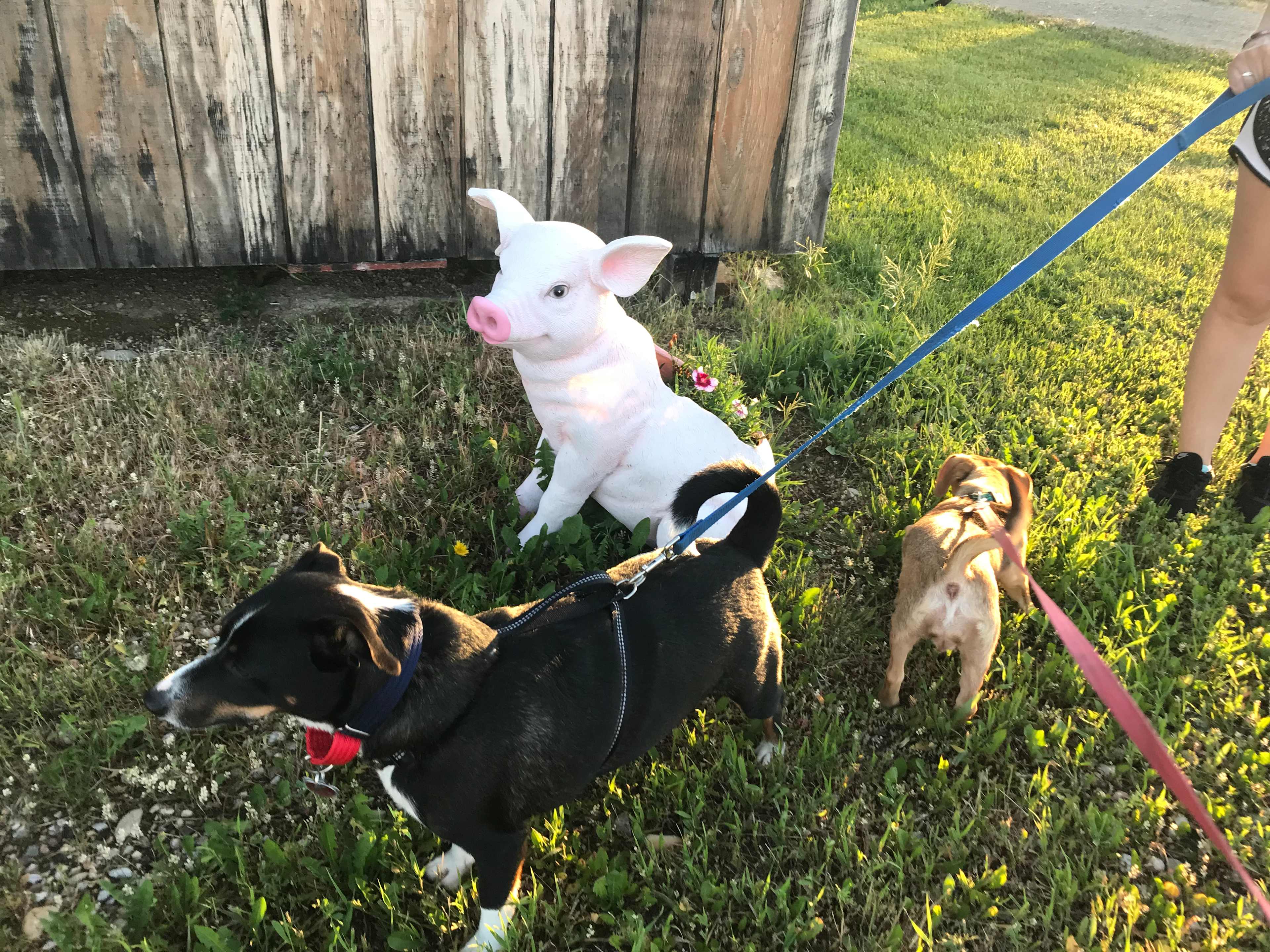 The dogs liked this pig planter 