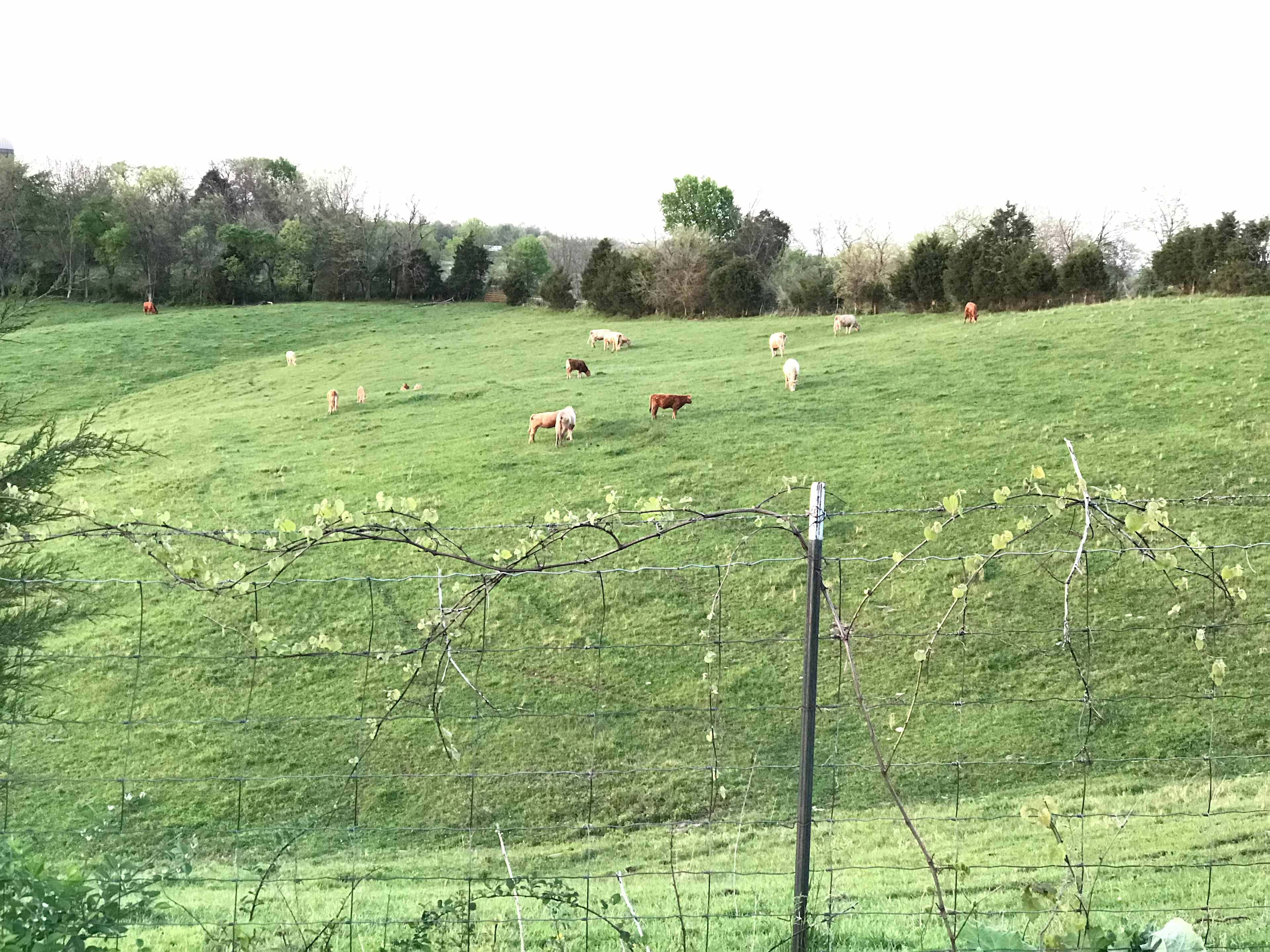 Enjoy calves in the spring