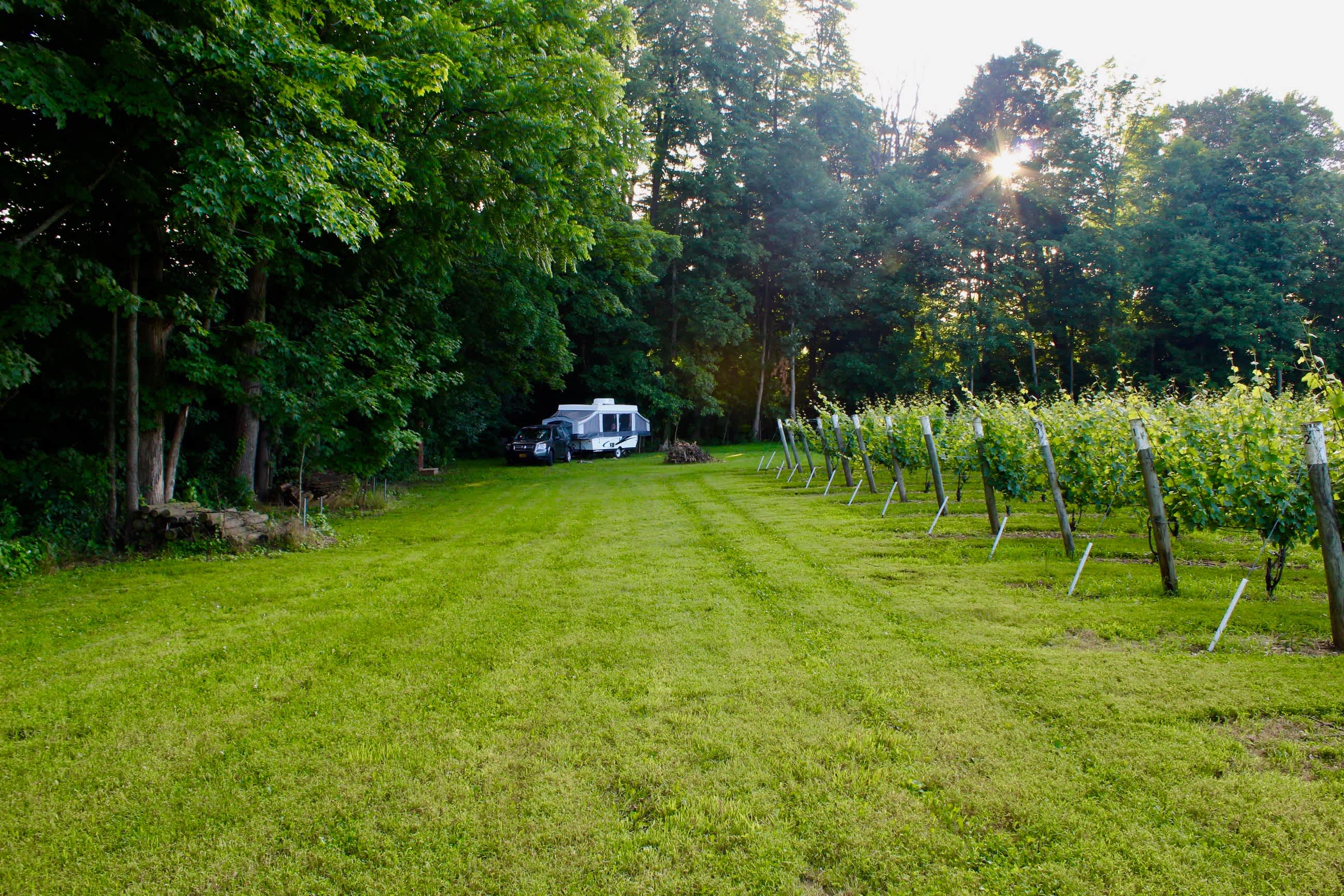South side of the vineyard, looking west to camp.