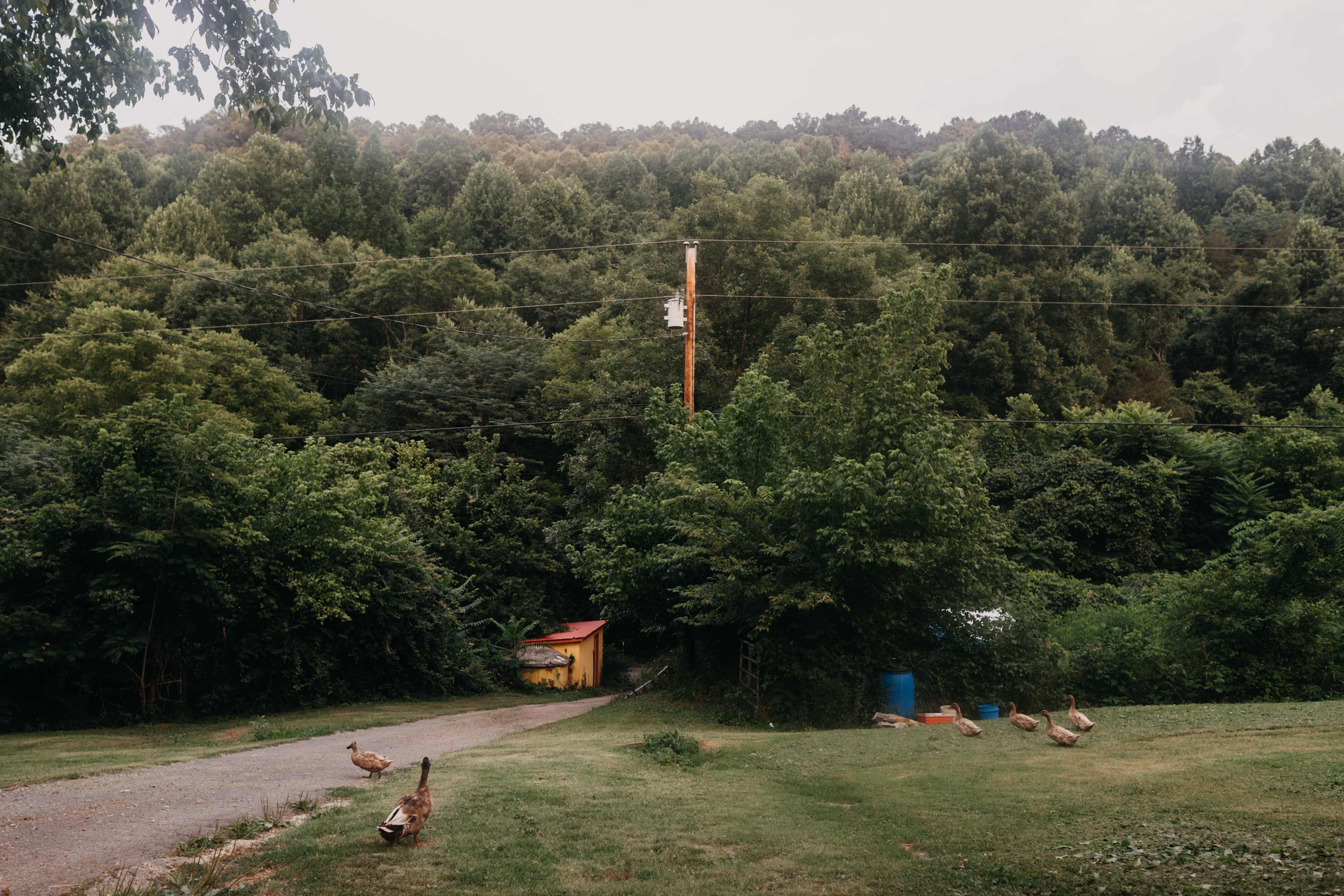 Cute ducks roam the property.