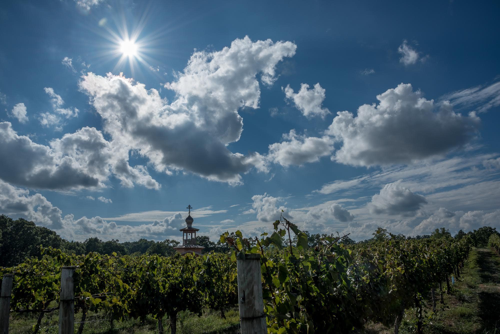 Vineyard view