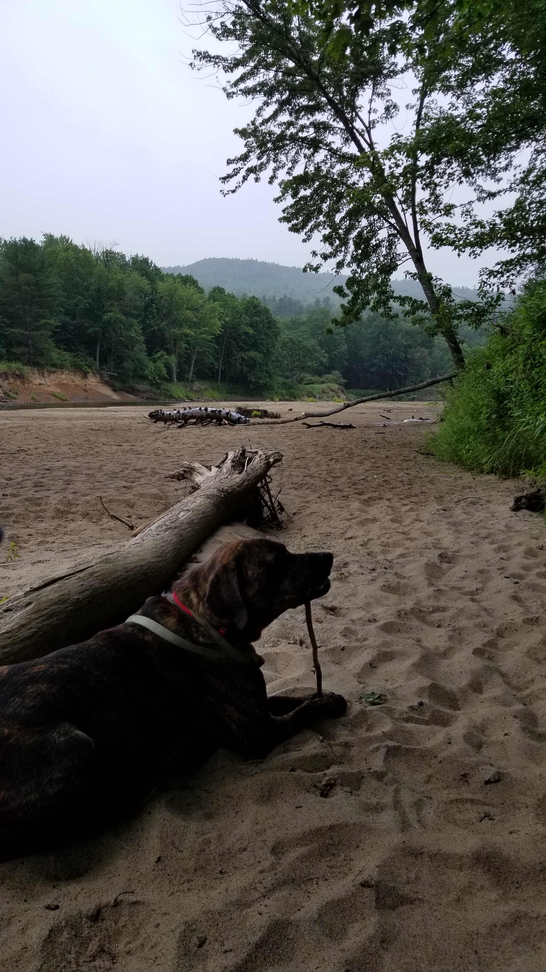 Doggy paradise