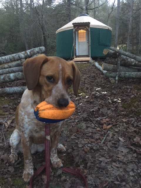 Well behaved pups are always welcome! #yurtdog 