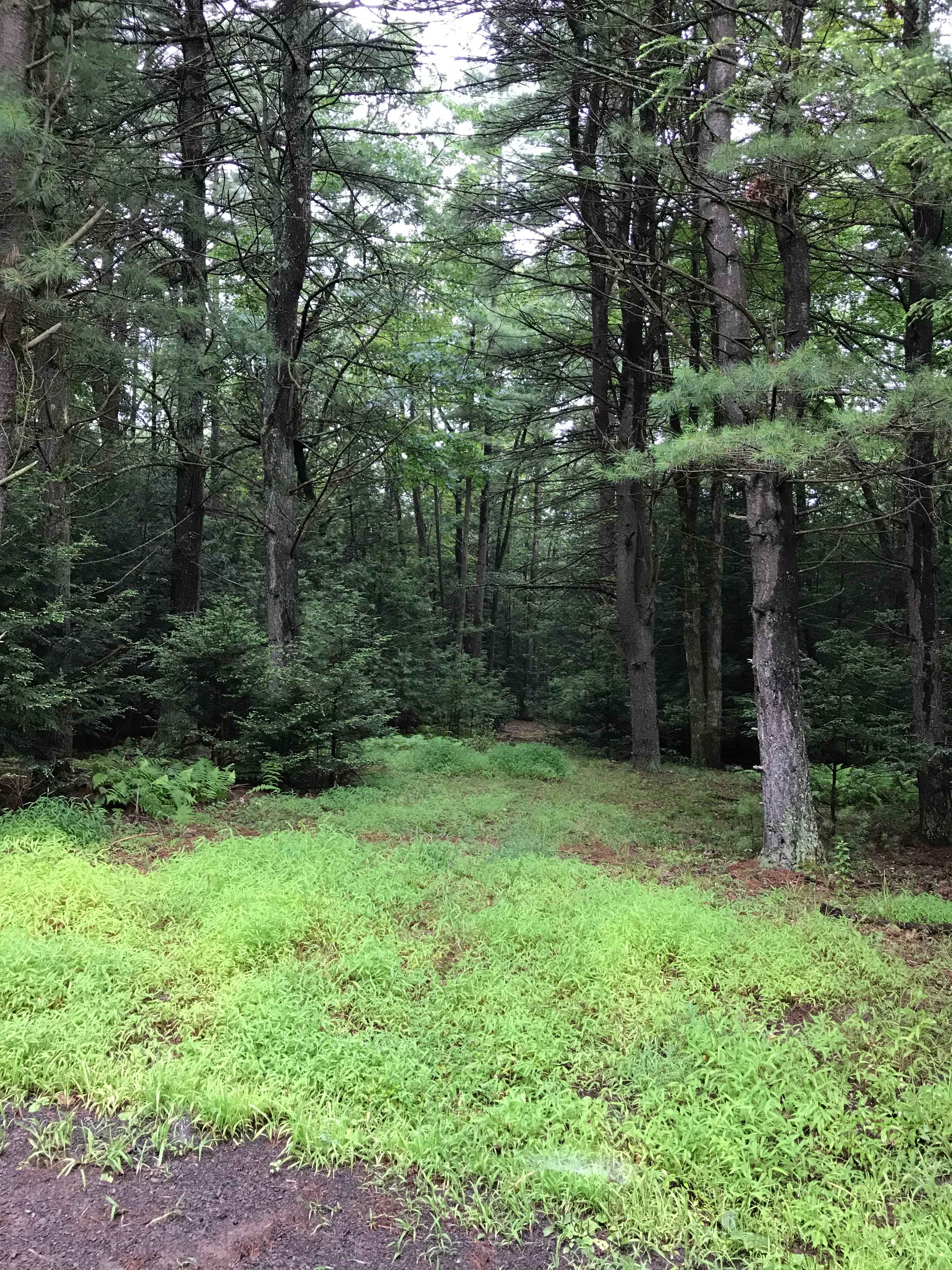 View from the back deck
