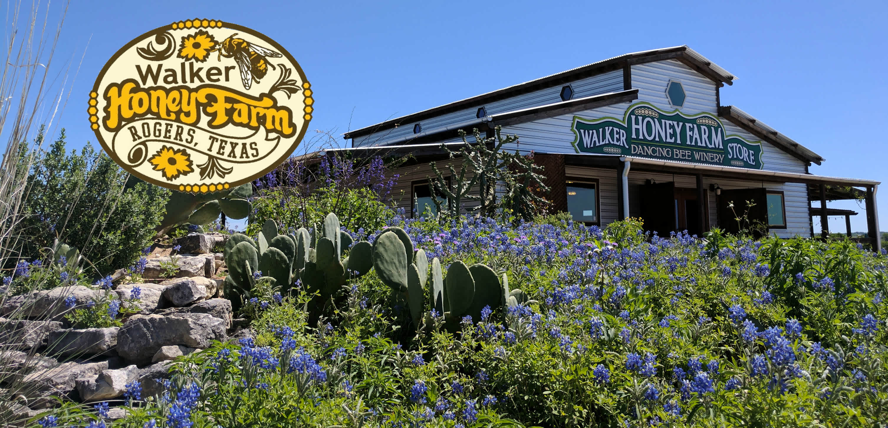 Can't get more Texan than Bluebonnets.