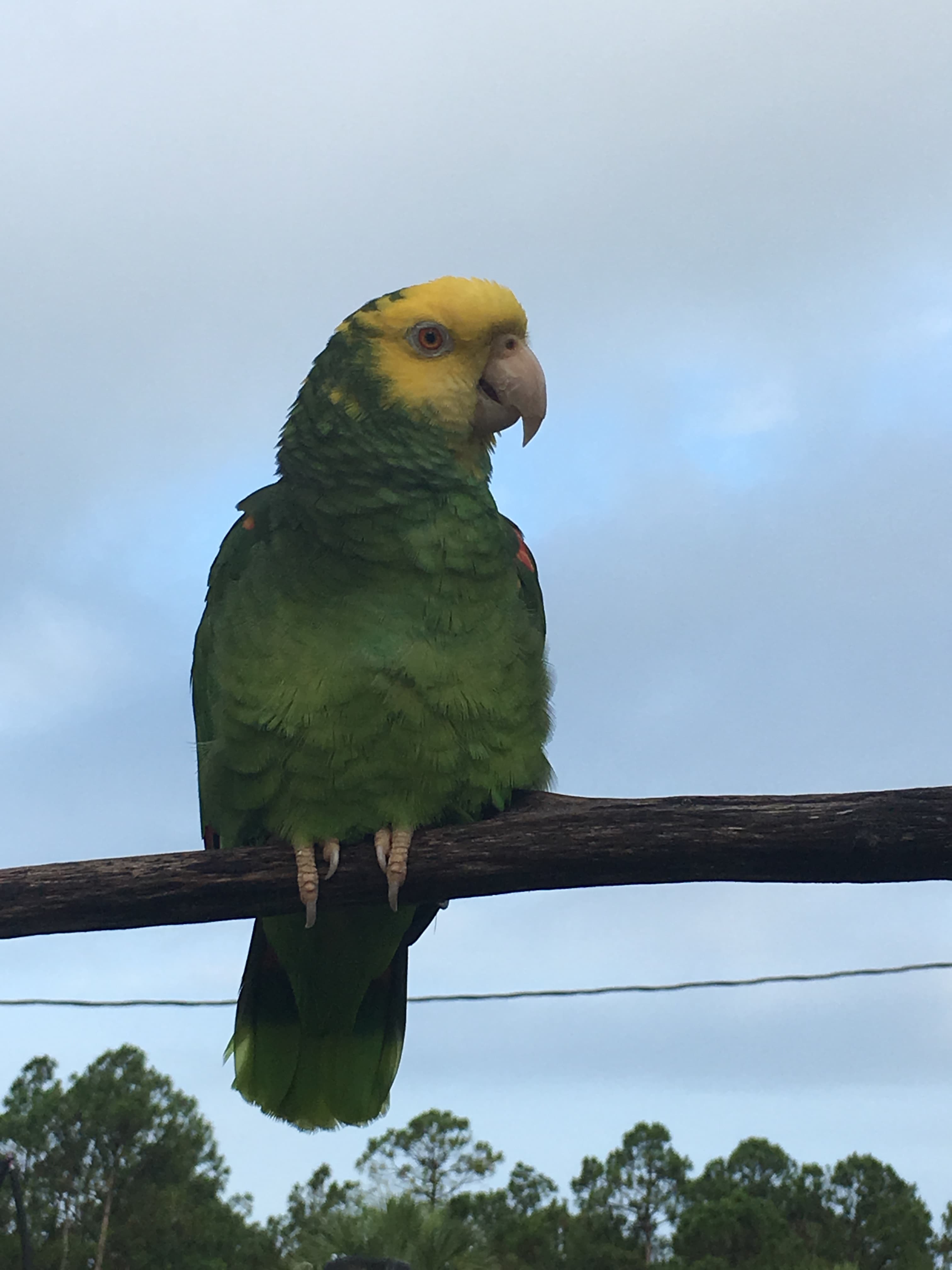 Papito is our parrot. 
