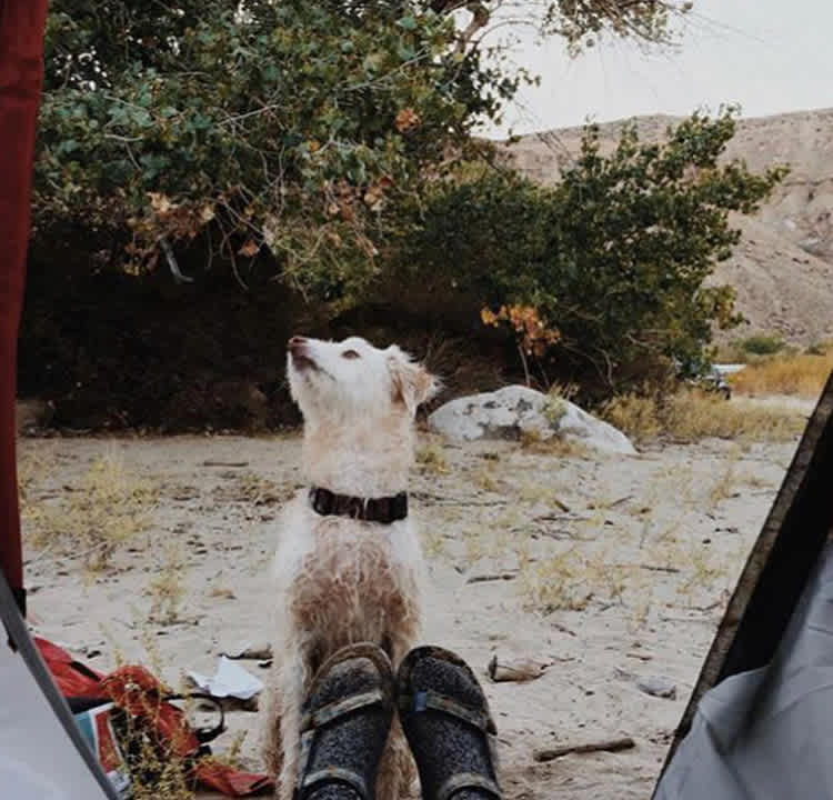 Dogs love it here!