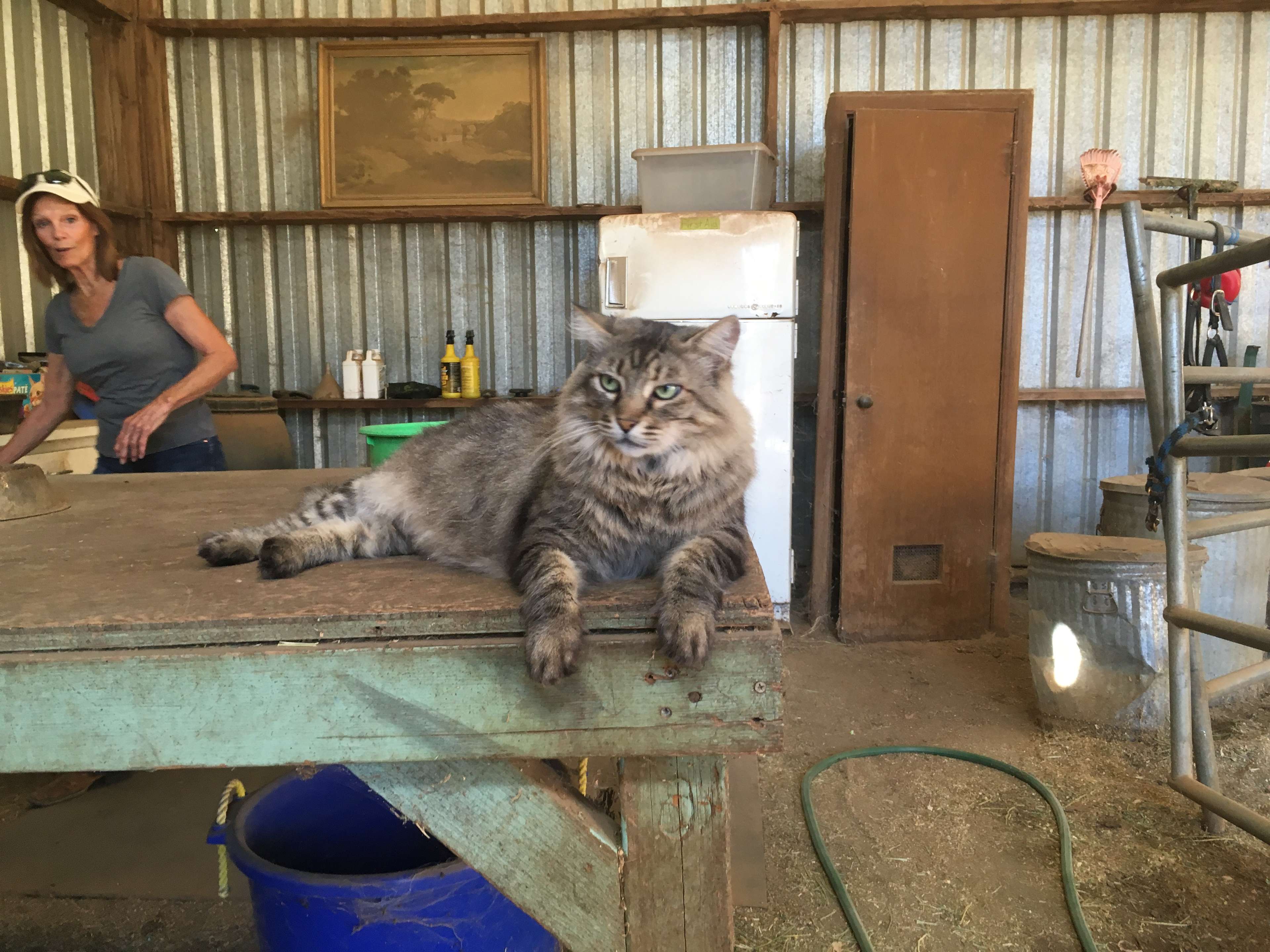 Newman the kitty!