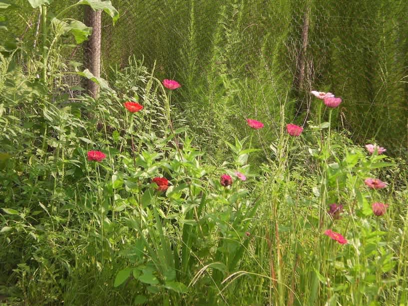 Wildflowers