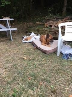 The dogs rest after playing.
