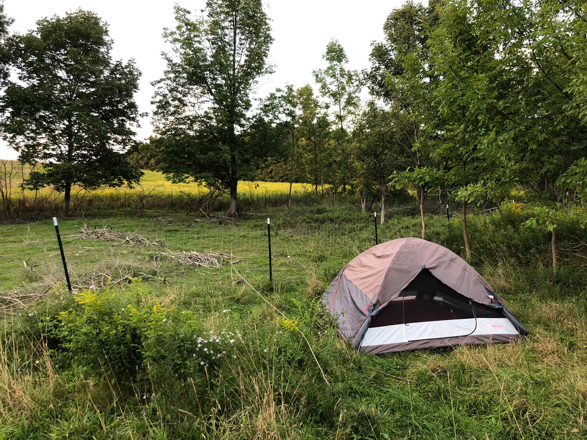 Setup near the sheep grazing field