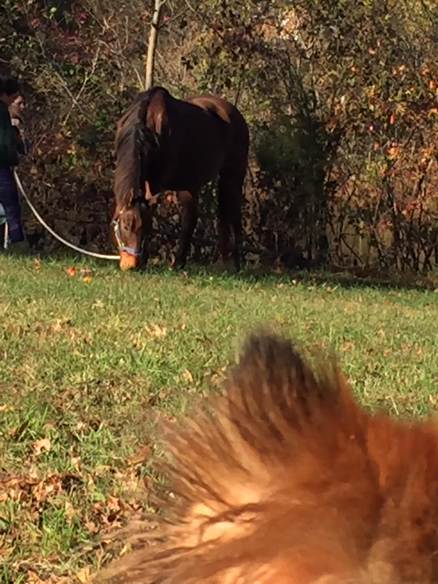 Smokie thinking “that’s a big dog” 