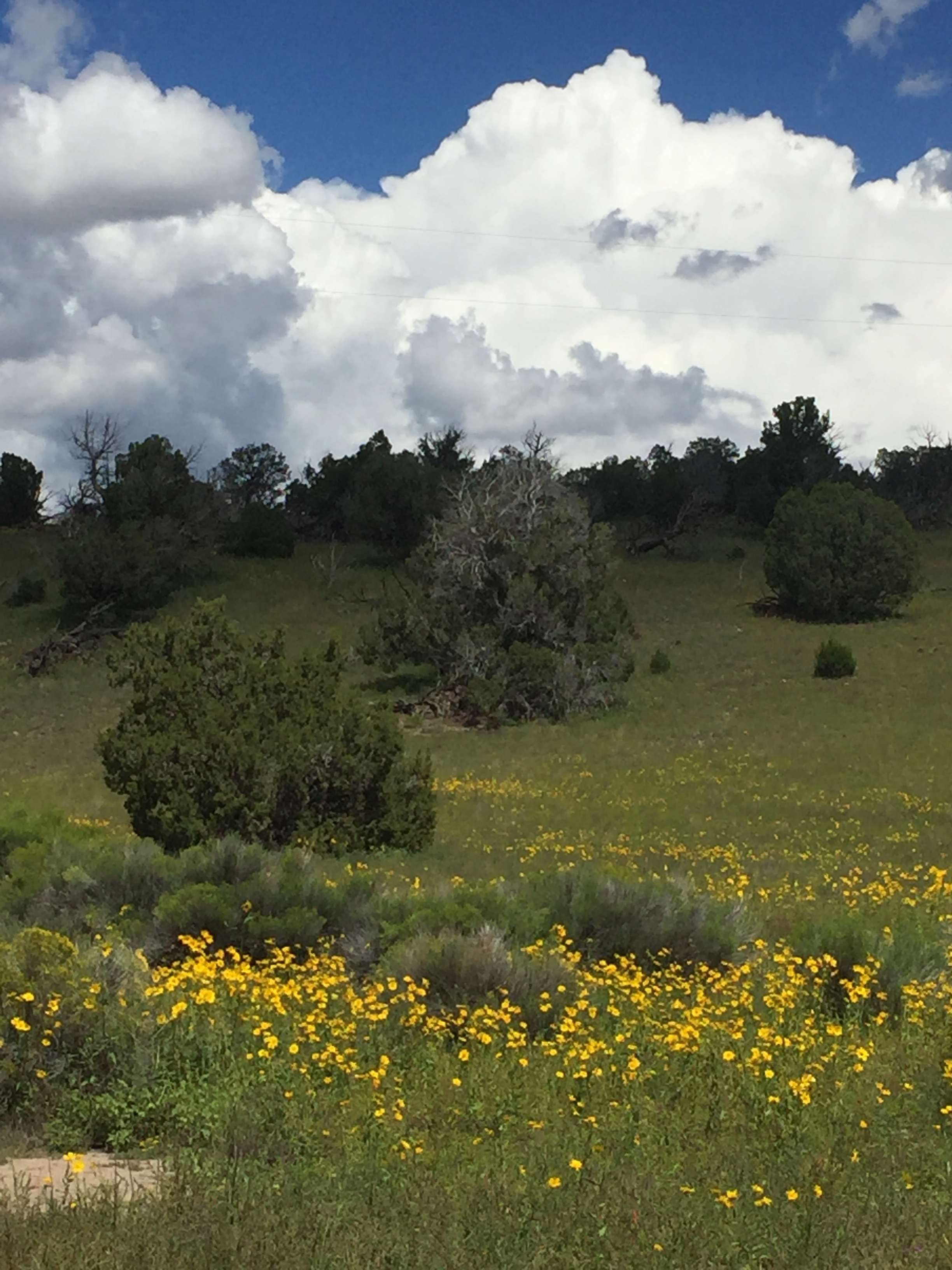 High Desert Magic