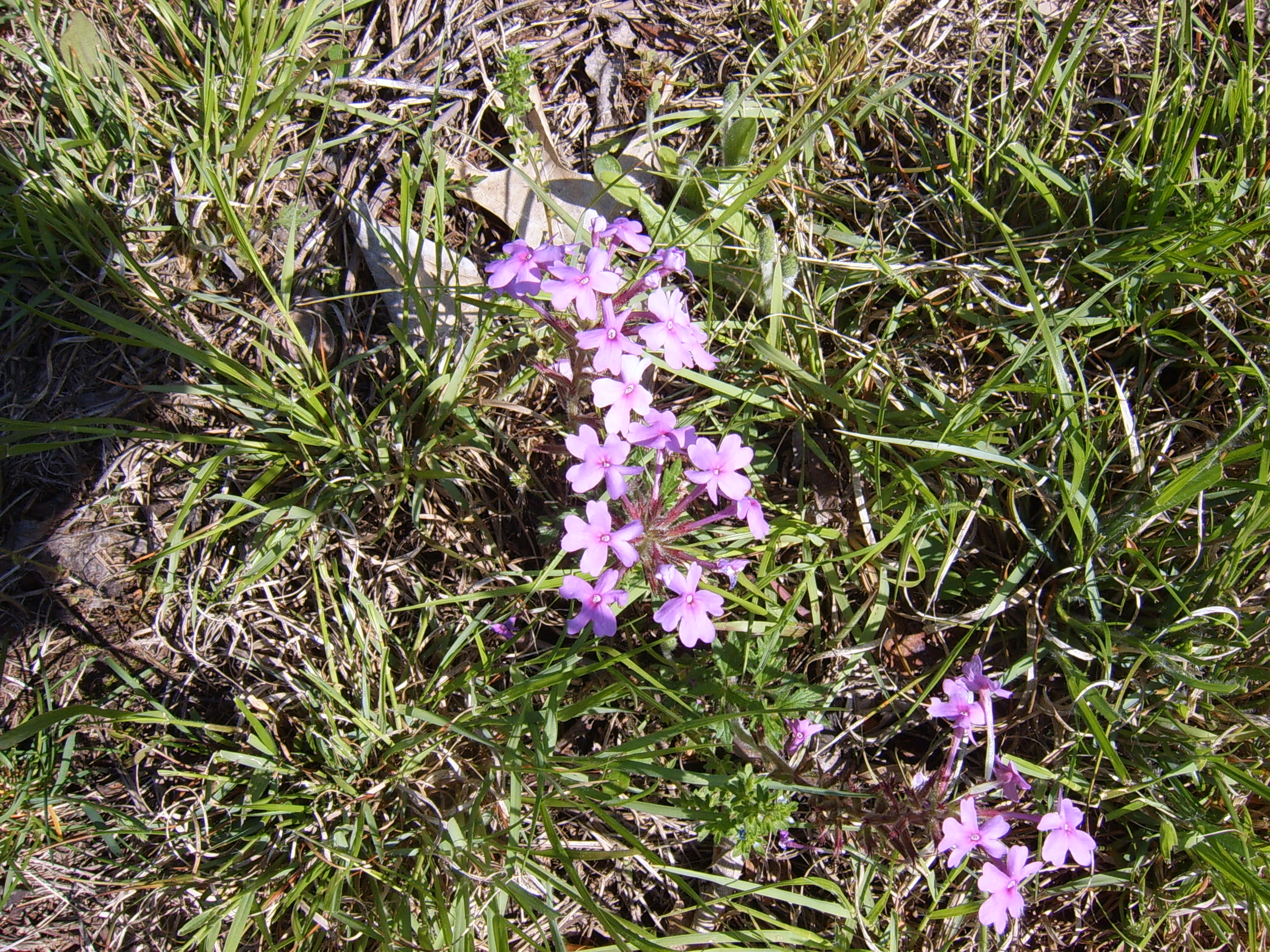Ozark wildflowers