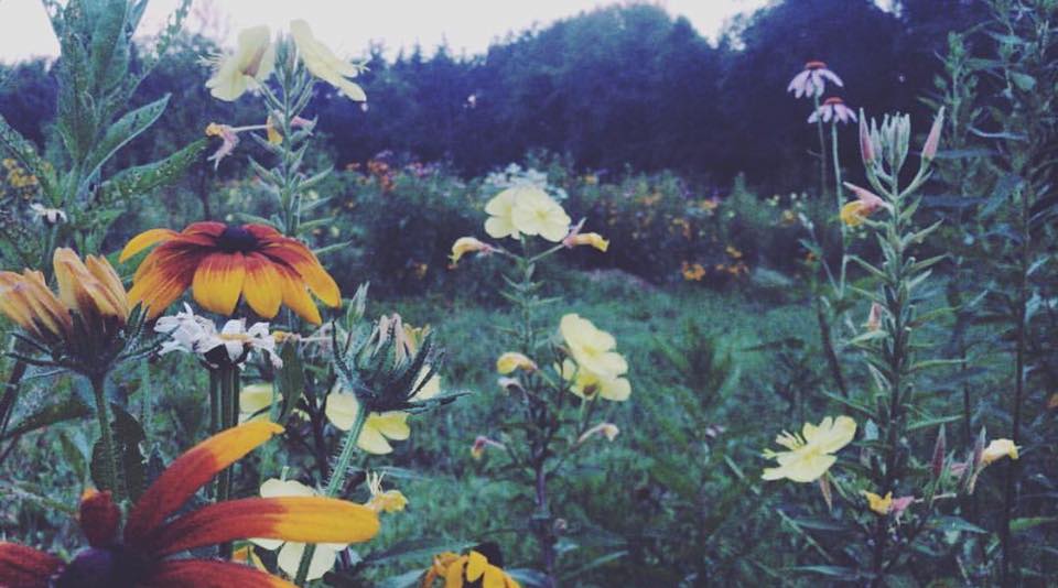 Fern Hollow Farm