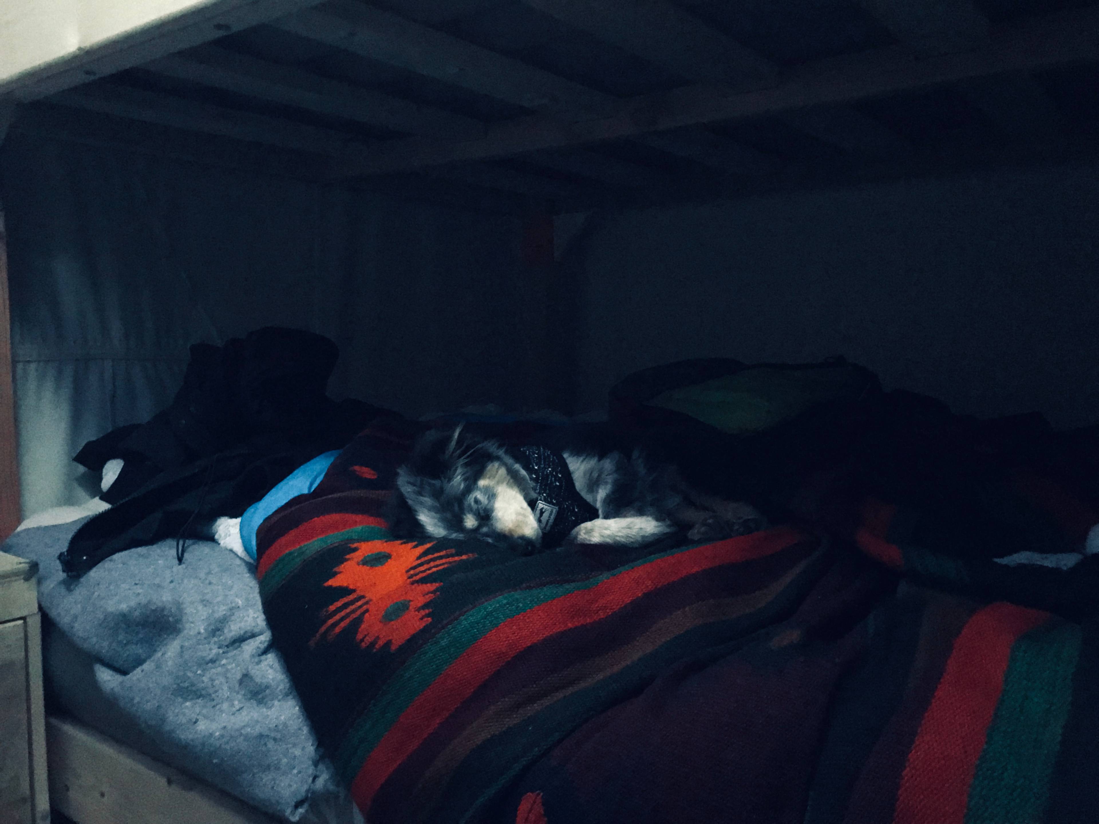 Snuggly pup warm&toasty 