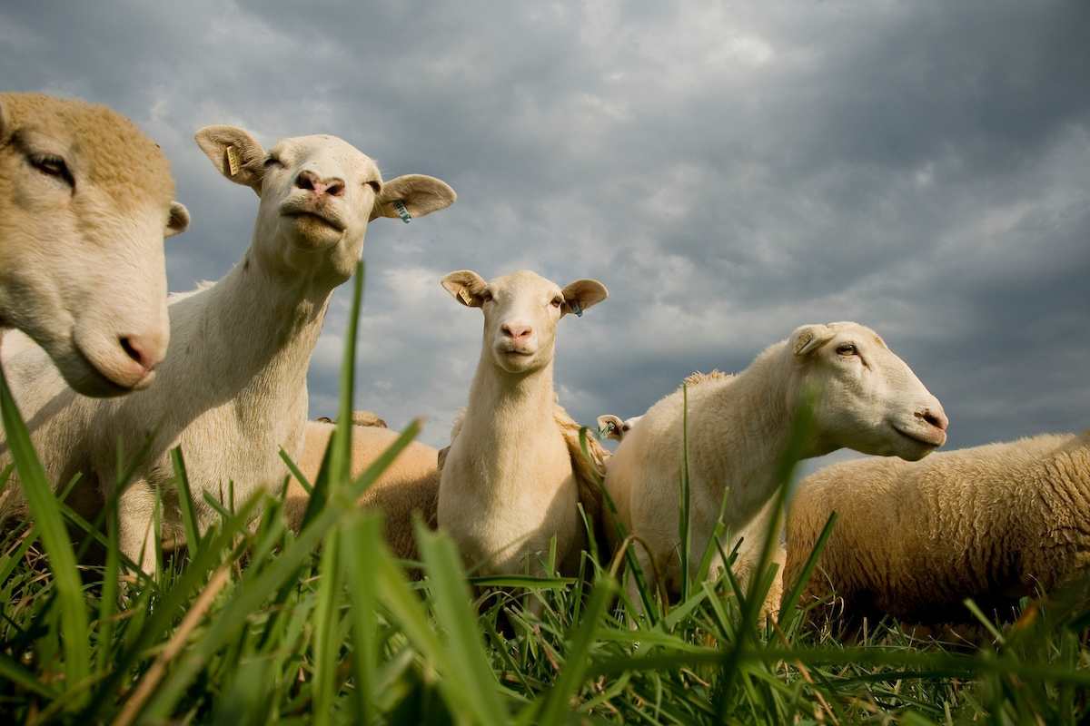 Maple Grove Farm