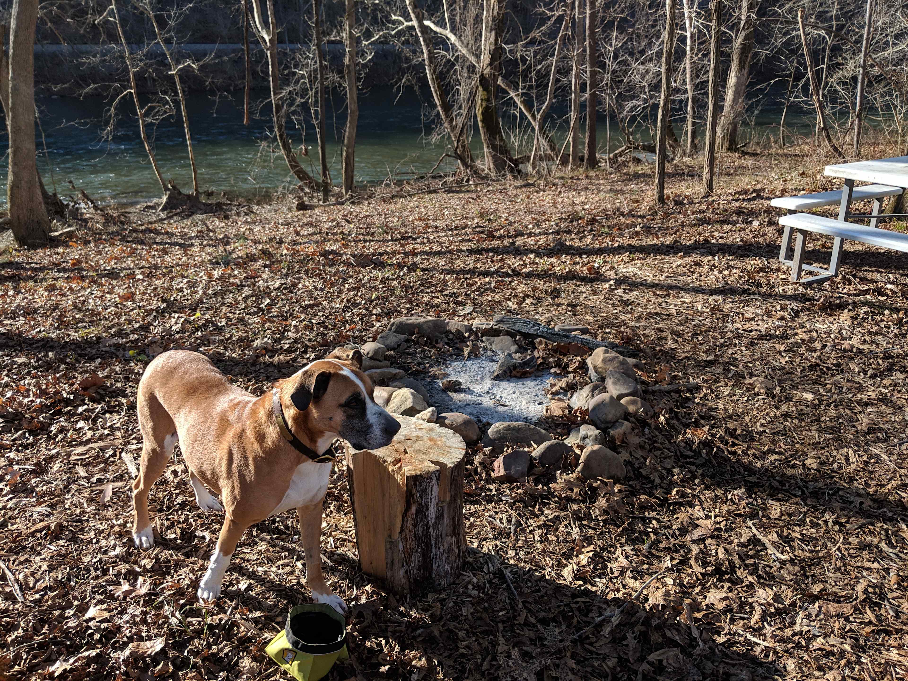 River in the background. Pup loved it.
